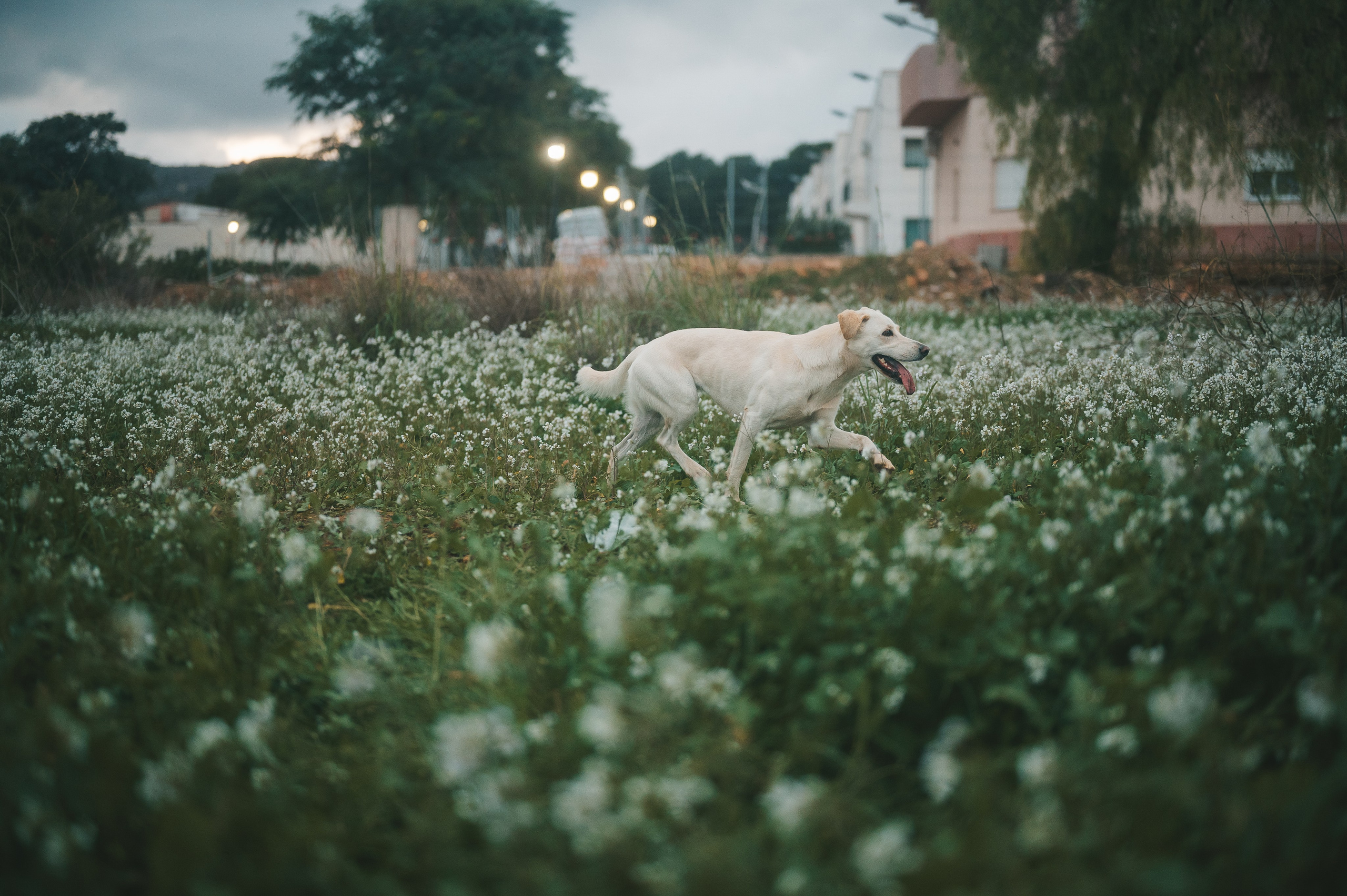 Little fairytail. Tatiana Malysheva — lifestyle fotógrafa y videógrafa en Valencia, España