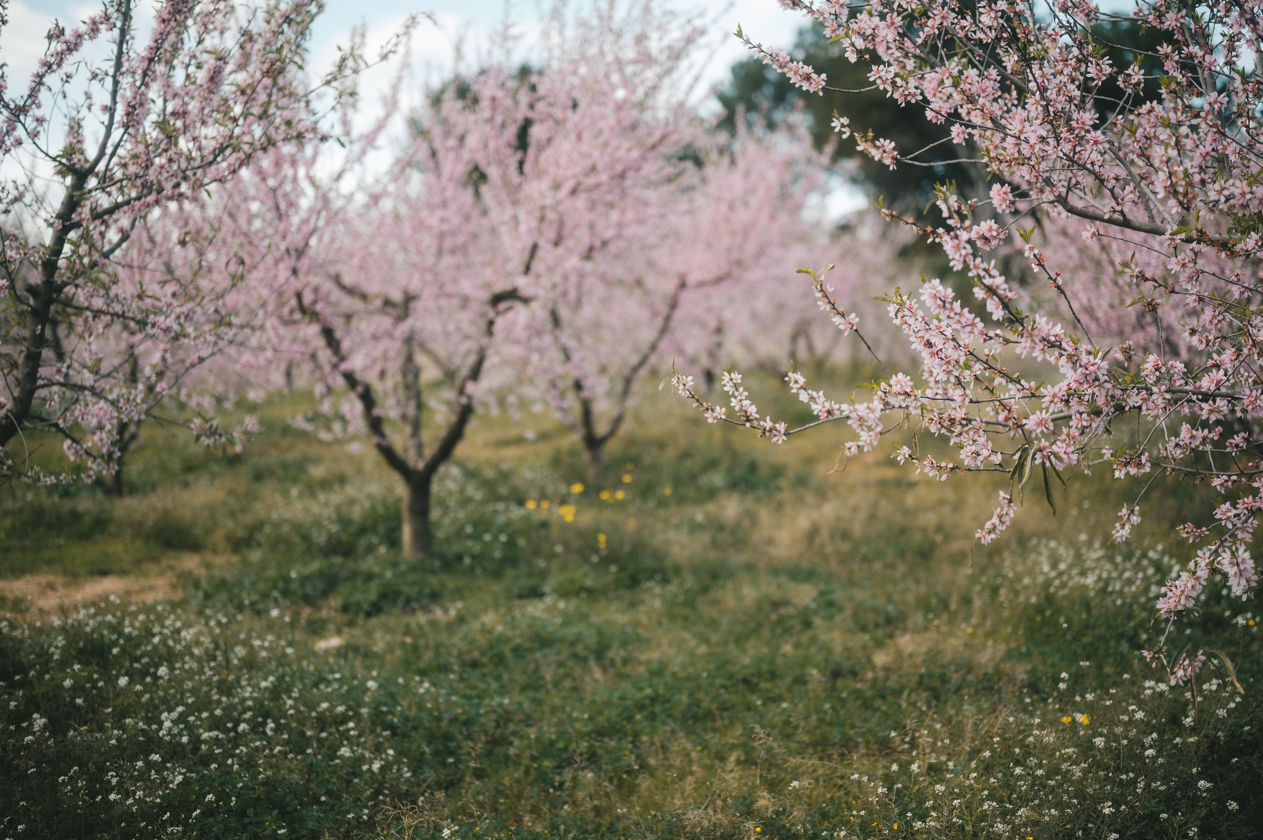 Almond blossom. Тетяна Малишева - сімейний фотограф і відеограф у Валенсії, Іспанія