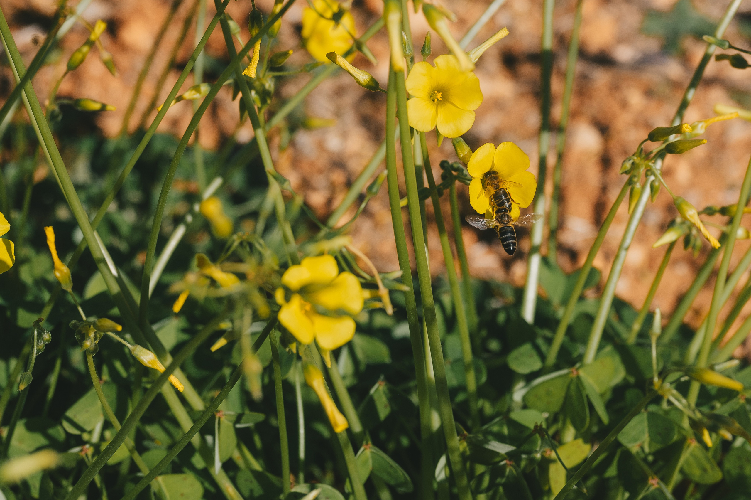 Sunshine Catcher. Tatiana Malysheva — lifestyle fotógrafa y videógrafa en Valencia, España