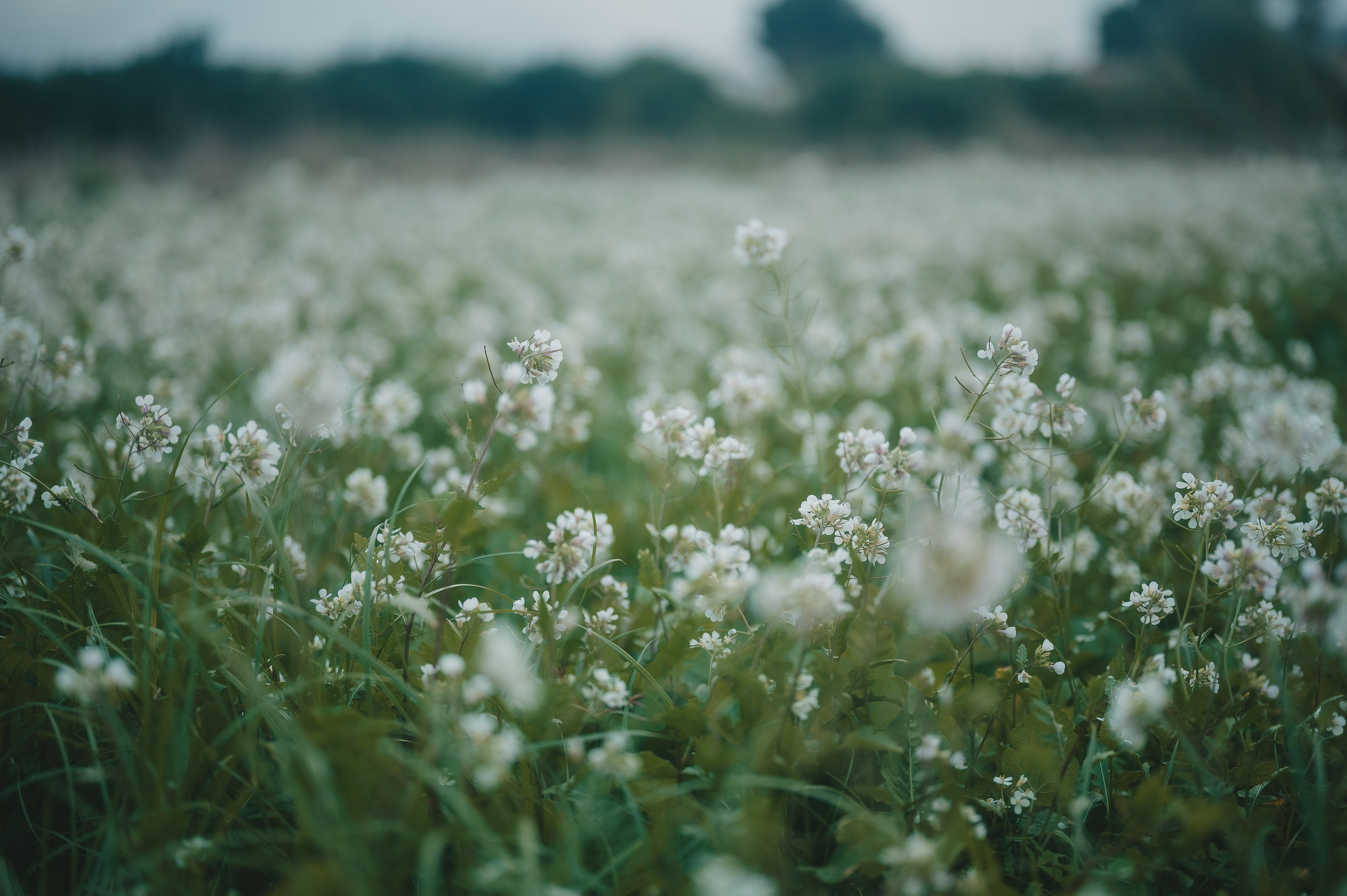 Little fairytail. Tatiana Malysheva — lifestyle fotógrafa y videógrafa en Valencia, España