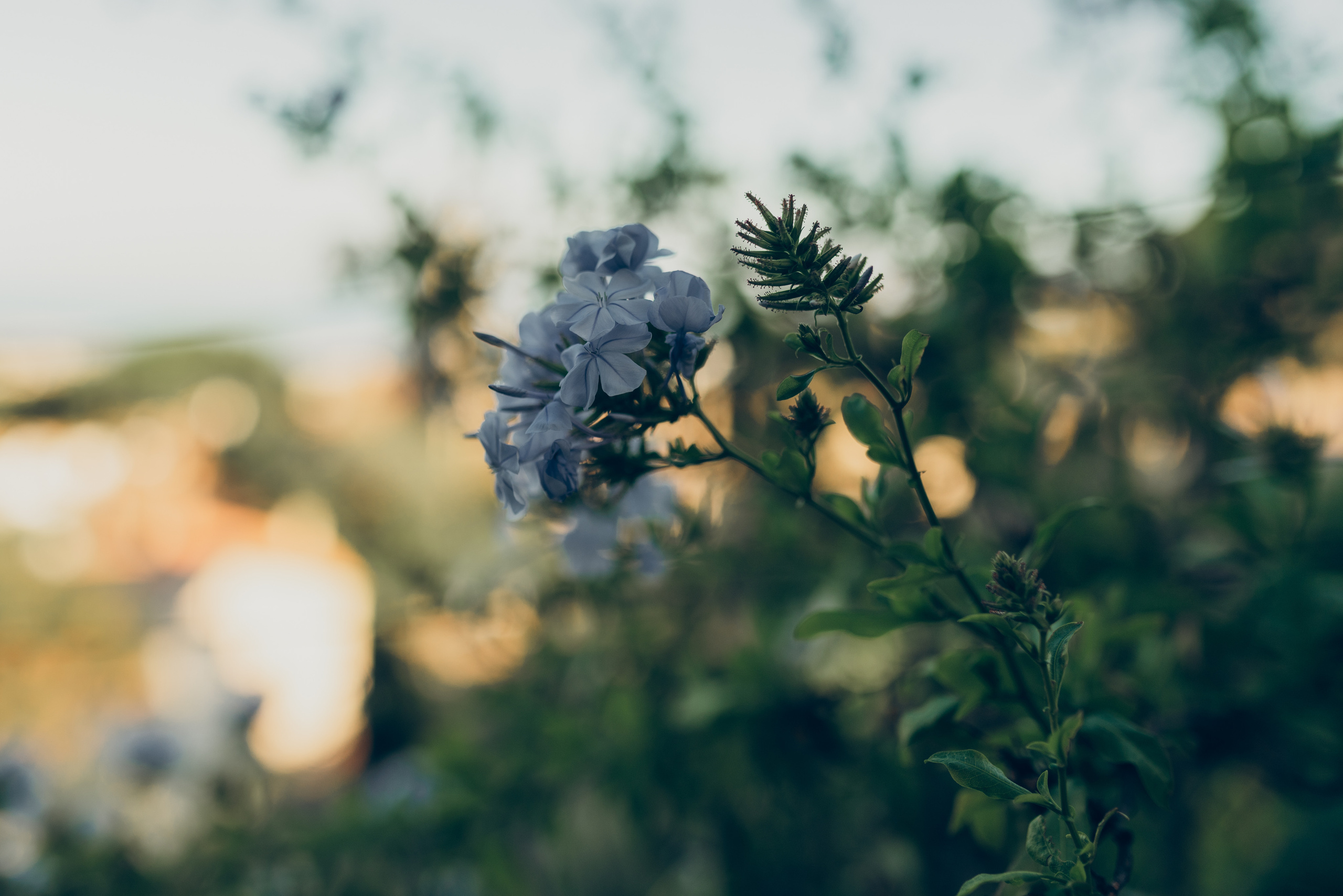Ivan and Julia. Татьяна Малышева — семейный фотограф и видеограф в Валенсии, Испания