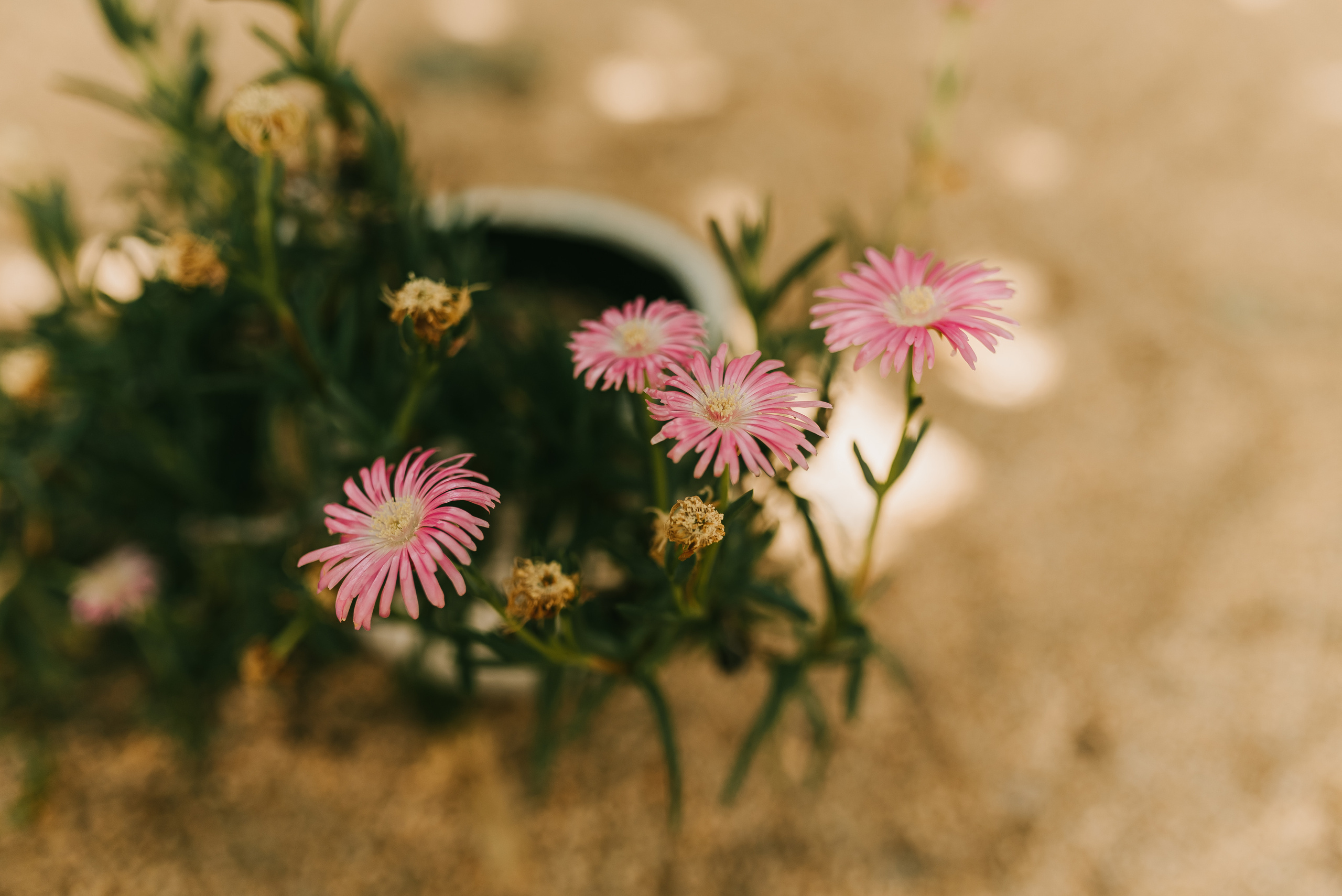 ЩО ВАМ ПОТРІБНО ЗНАТИ, ЯКЩО ВИ ХОЧЕТЕ ДО МЕНЕ НА ЗЙОМКУ. Татьяна Малышева — семейный фотограф и видеограф в Валенсии, Испания