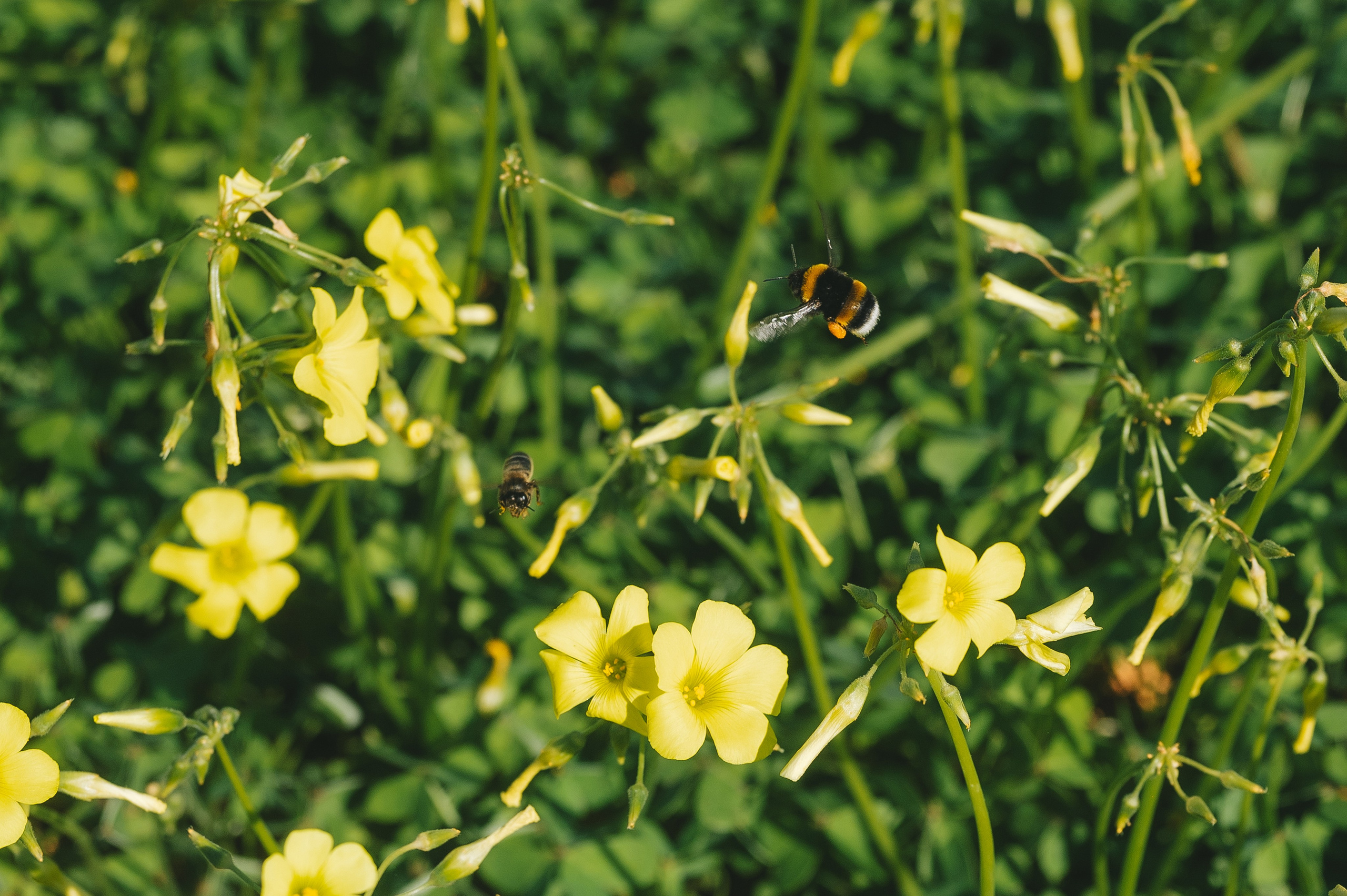 Sunshine Catcher. Tatiana Malysheva — lifestyle fotógrafa y videógrafa en Valencia, España