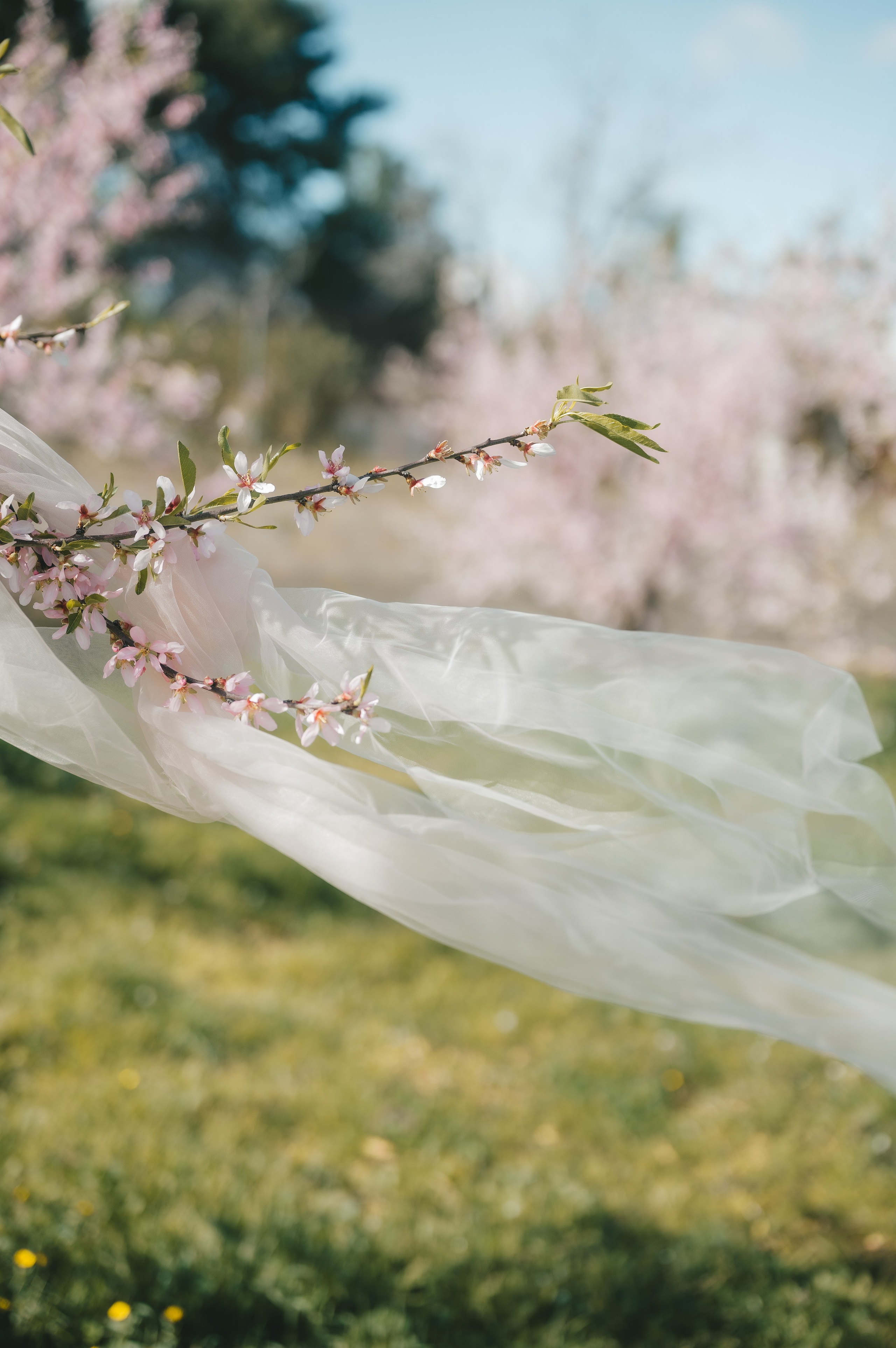 Almond blossom. Тетяна Малишева - сімейний фотограф і відеограф у Валенсії, Іспанія