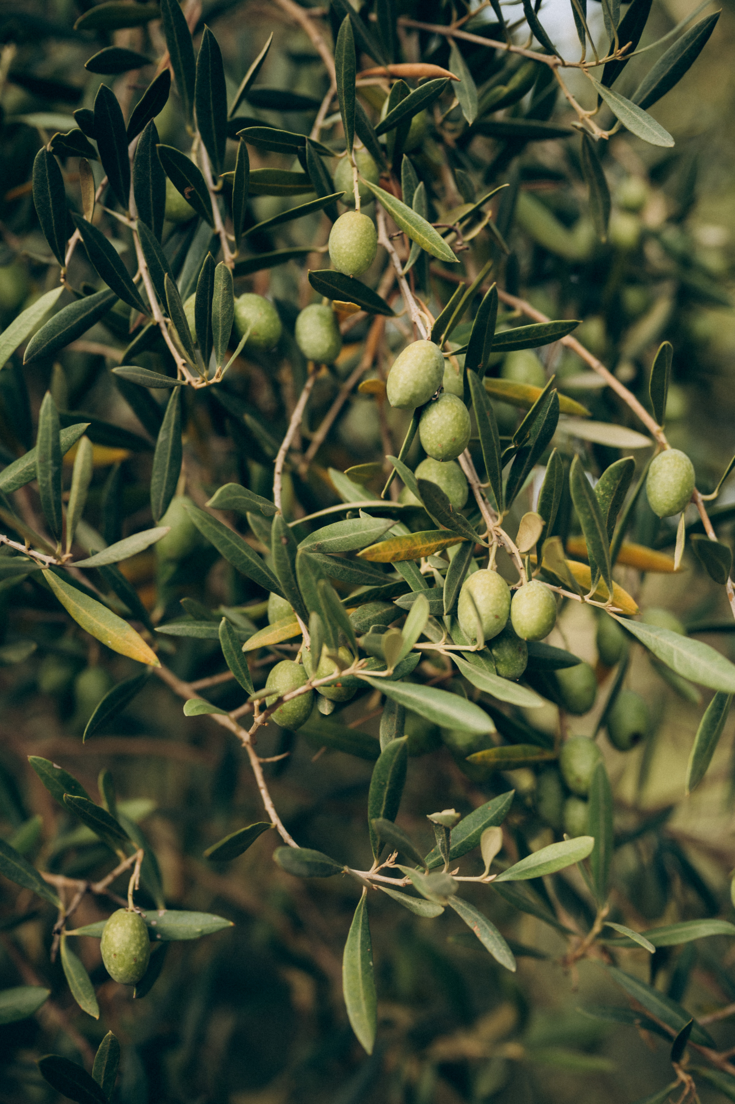 Dima & Yulia. Тетяна Малишева - сімейний фотограф і відеограф у Валенсії, Іспанія