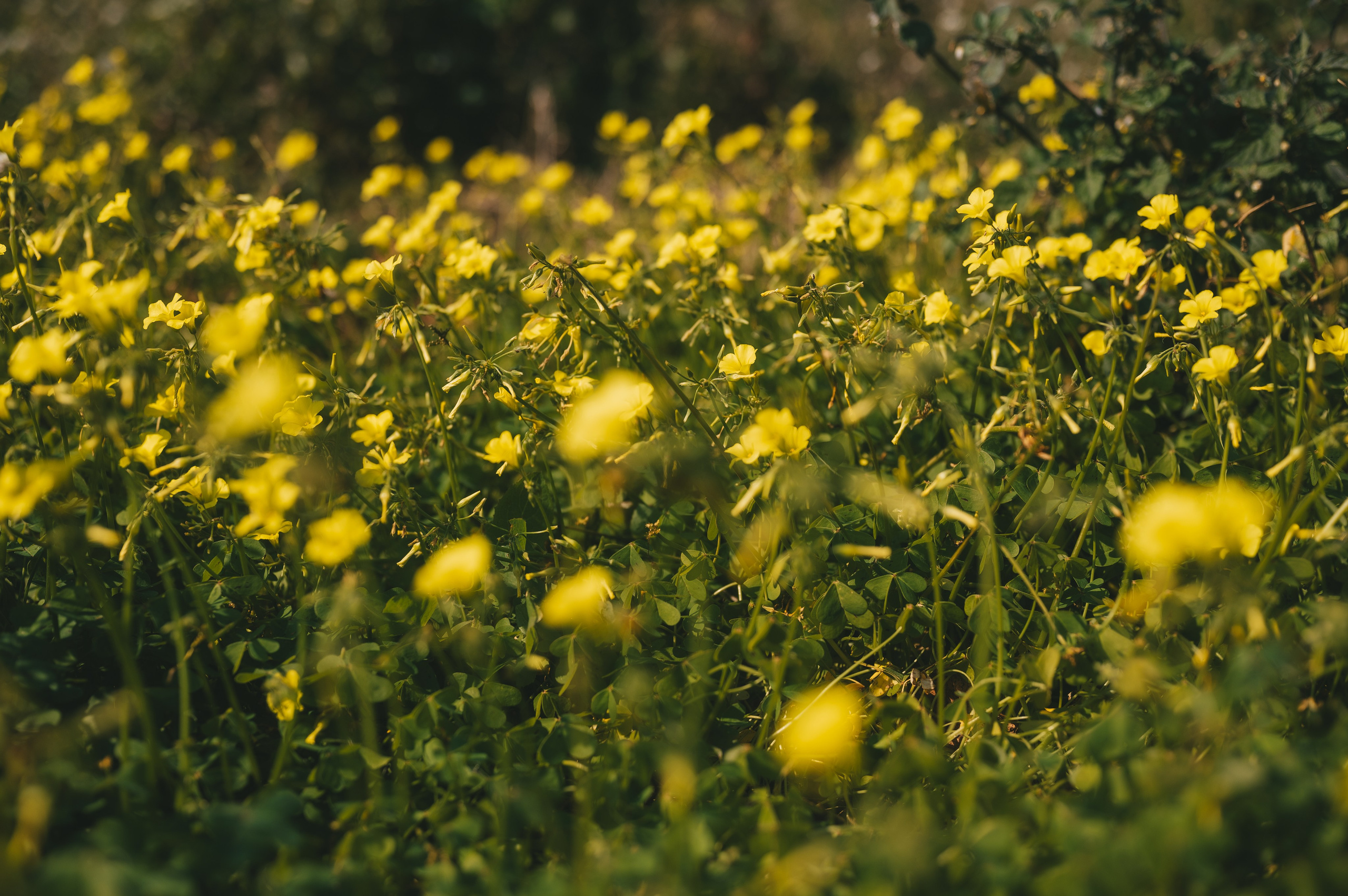 Sunshine Catcher. Tatiana Malysheva — lifestyle fotógrafa y videógrafa en Valencia, España