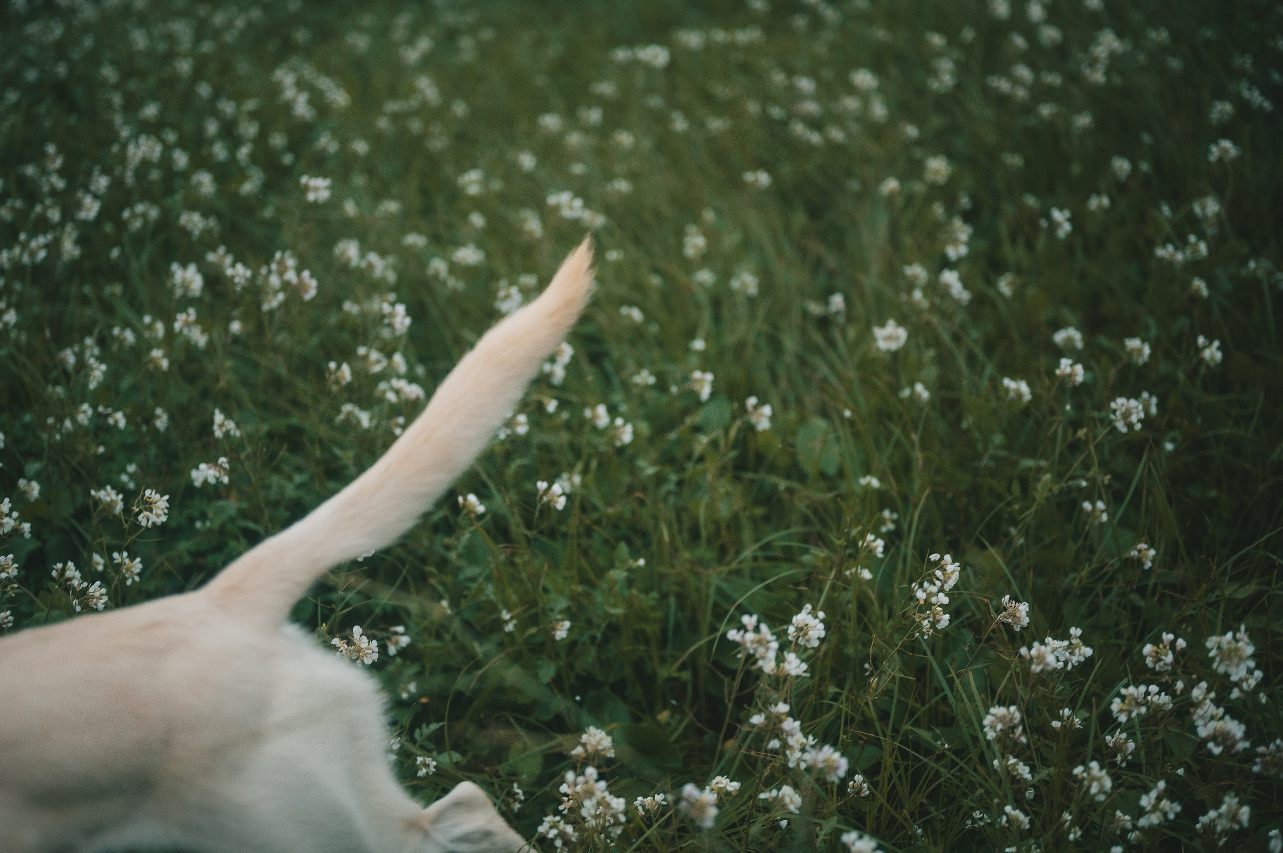 Little fairytail. Tatiana Malysheva — lifestyle fotógrafa y videógrafa en Valencia, España