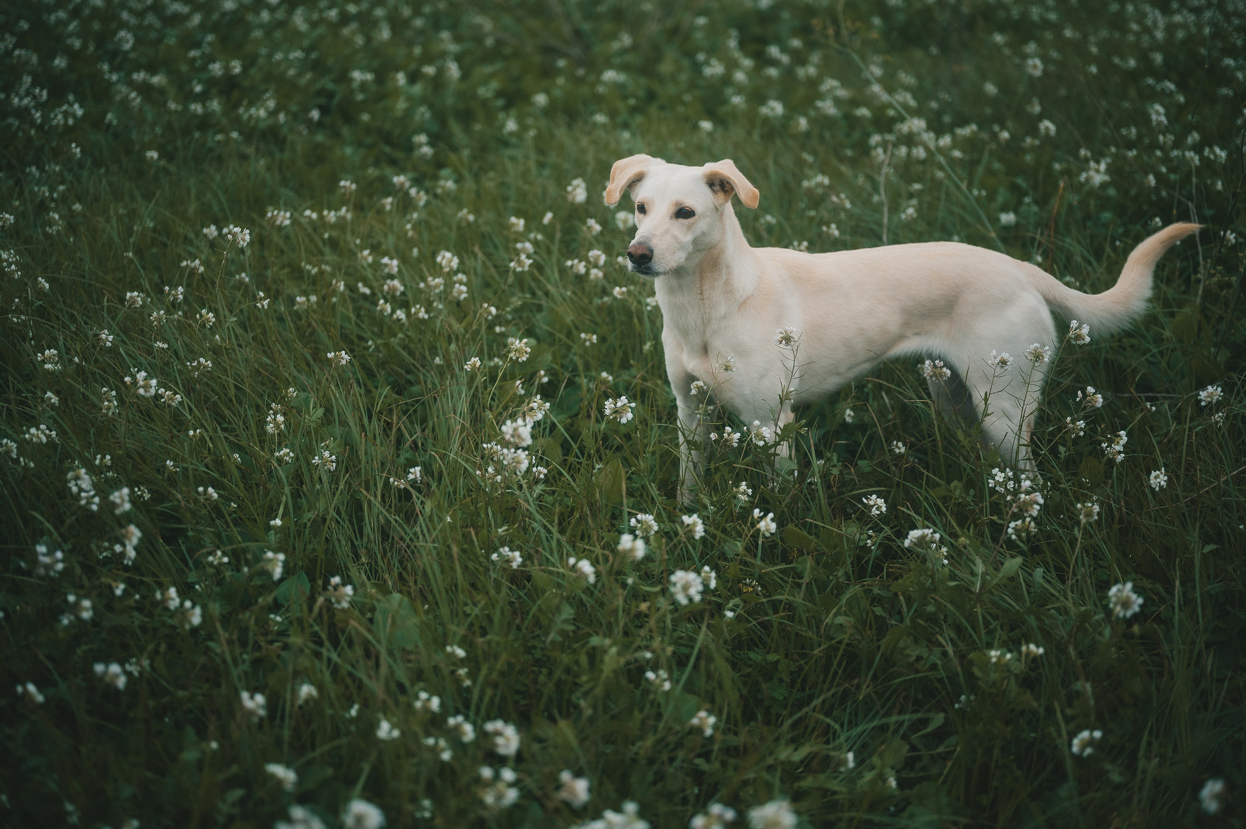 Little fairytail. Tatiana Malysheva — lifestyle fotógrafa y videógrafa en Valencia, España
