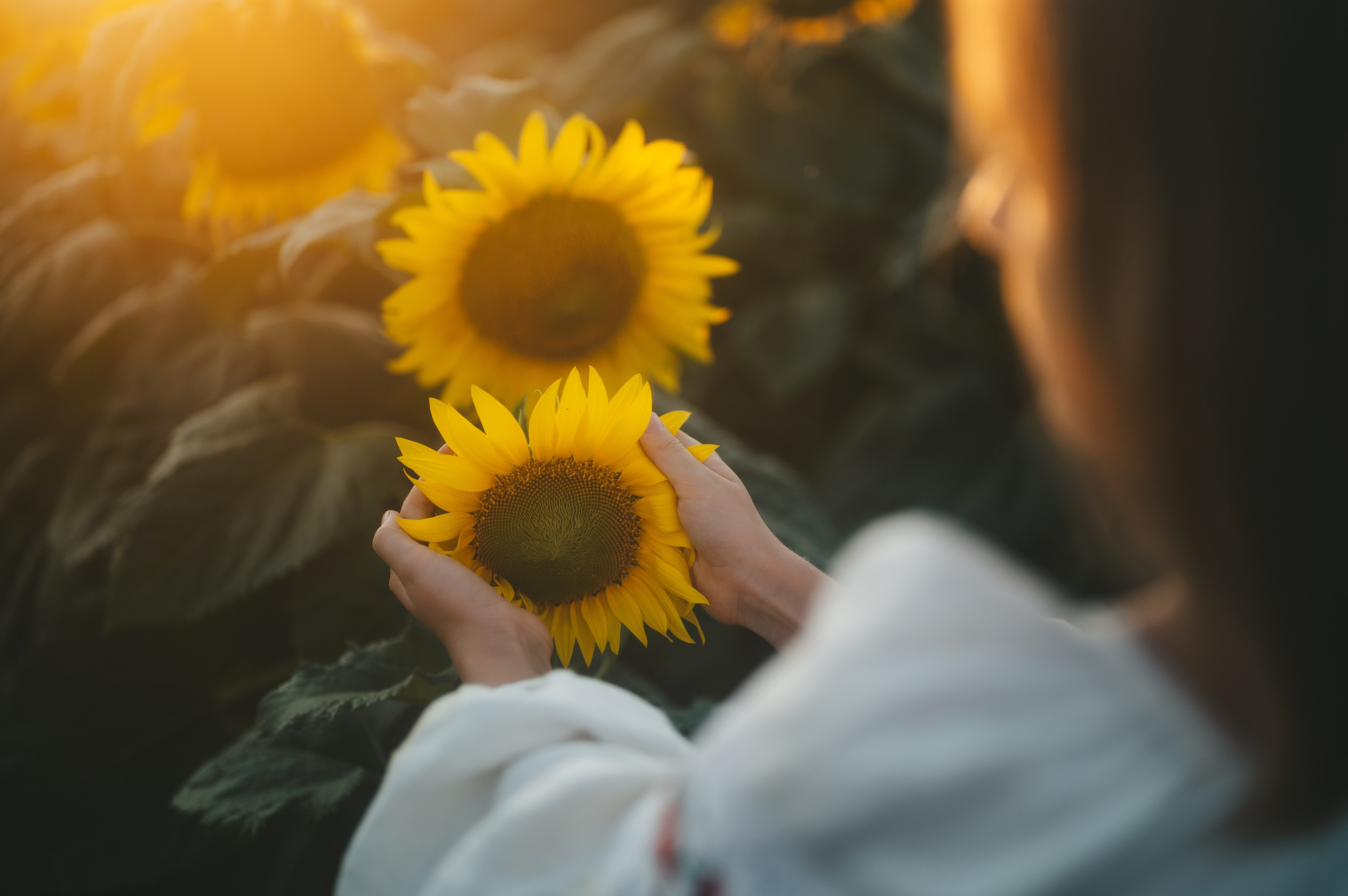 Sunflower field. Татьяна Малышева — семейный фотограф и видеограф в Валенсии, Испания
