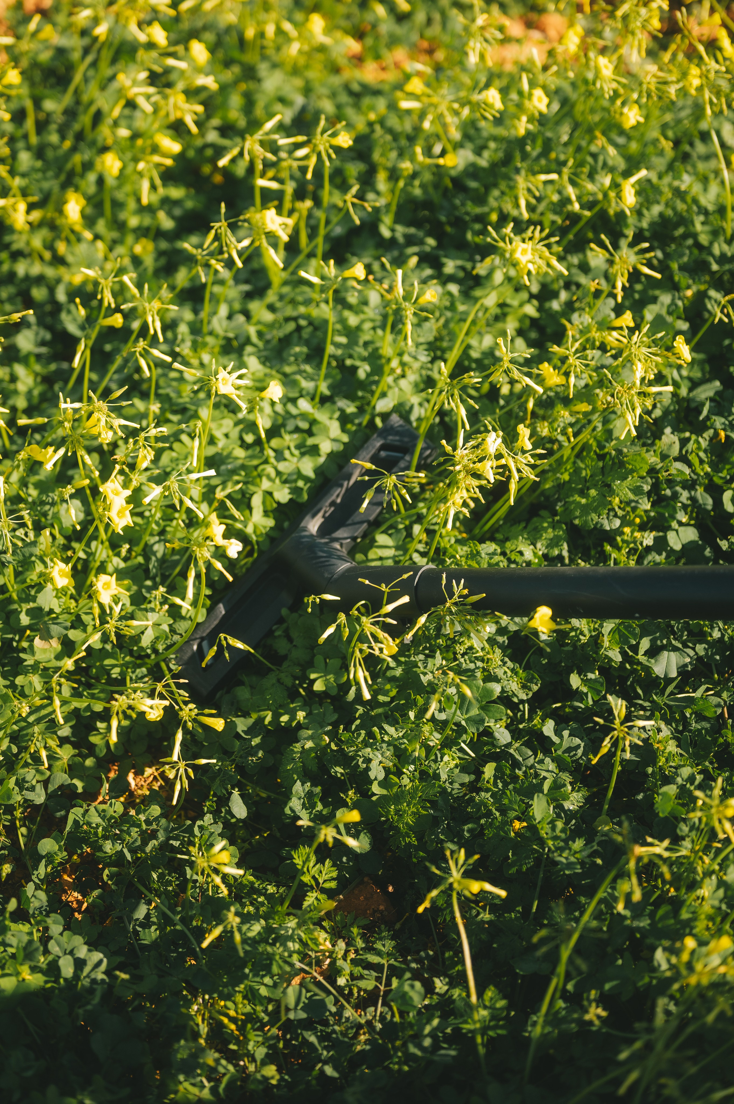 Sunshine Catcher. Tatiana Malysheva — lifestyle fotógrafa y videógrafa en Valencia, España