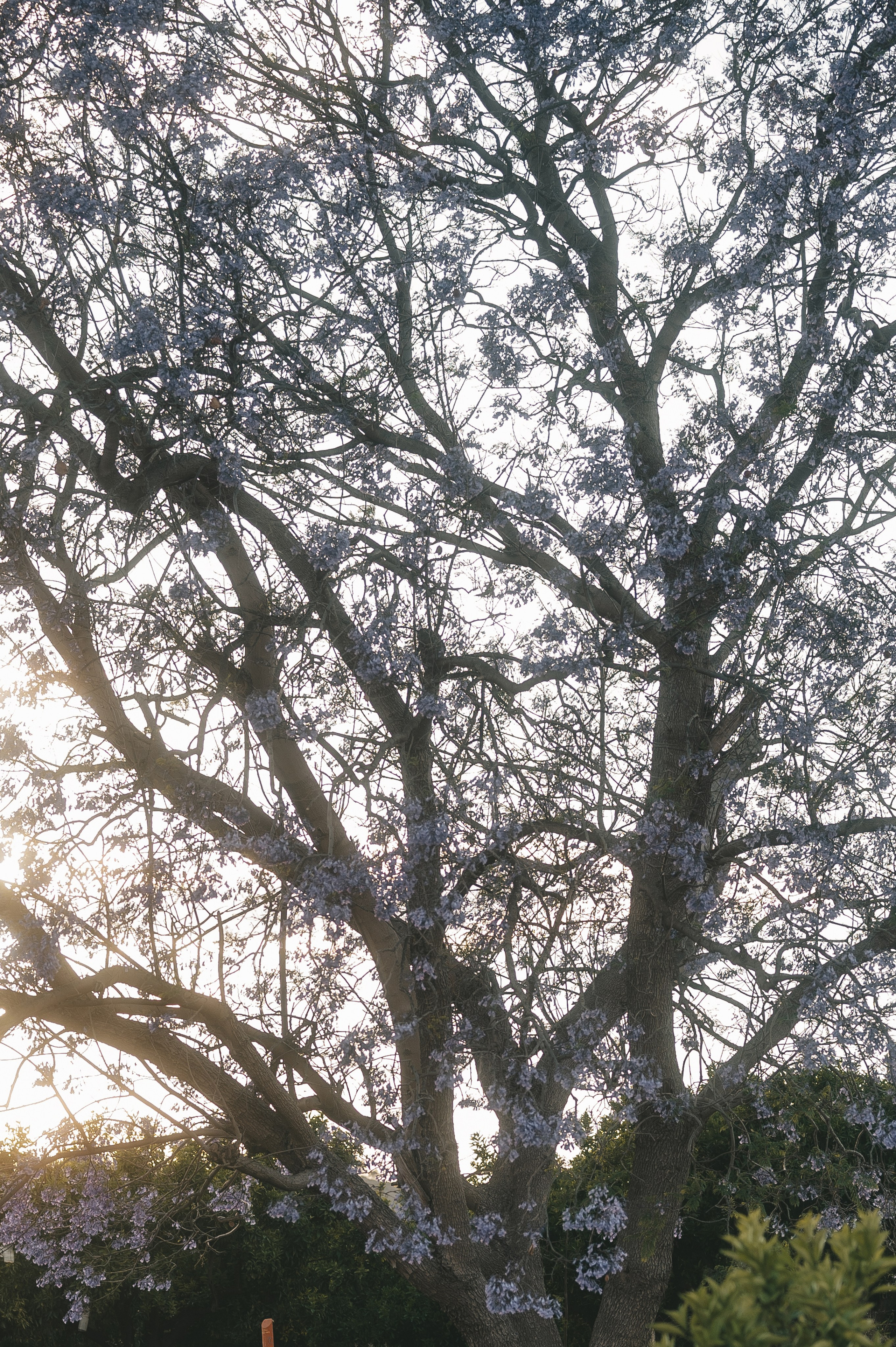 Jacaranda flowers. Tatiana Malysheva — family photographer and videographer in Valencia, Spain