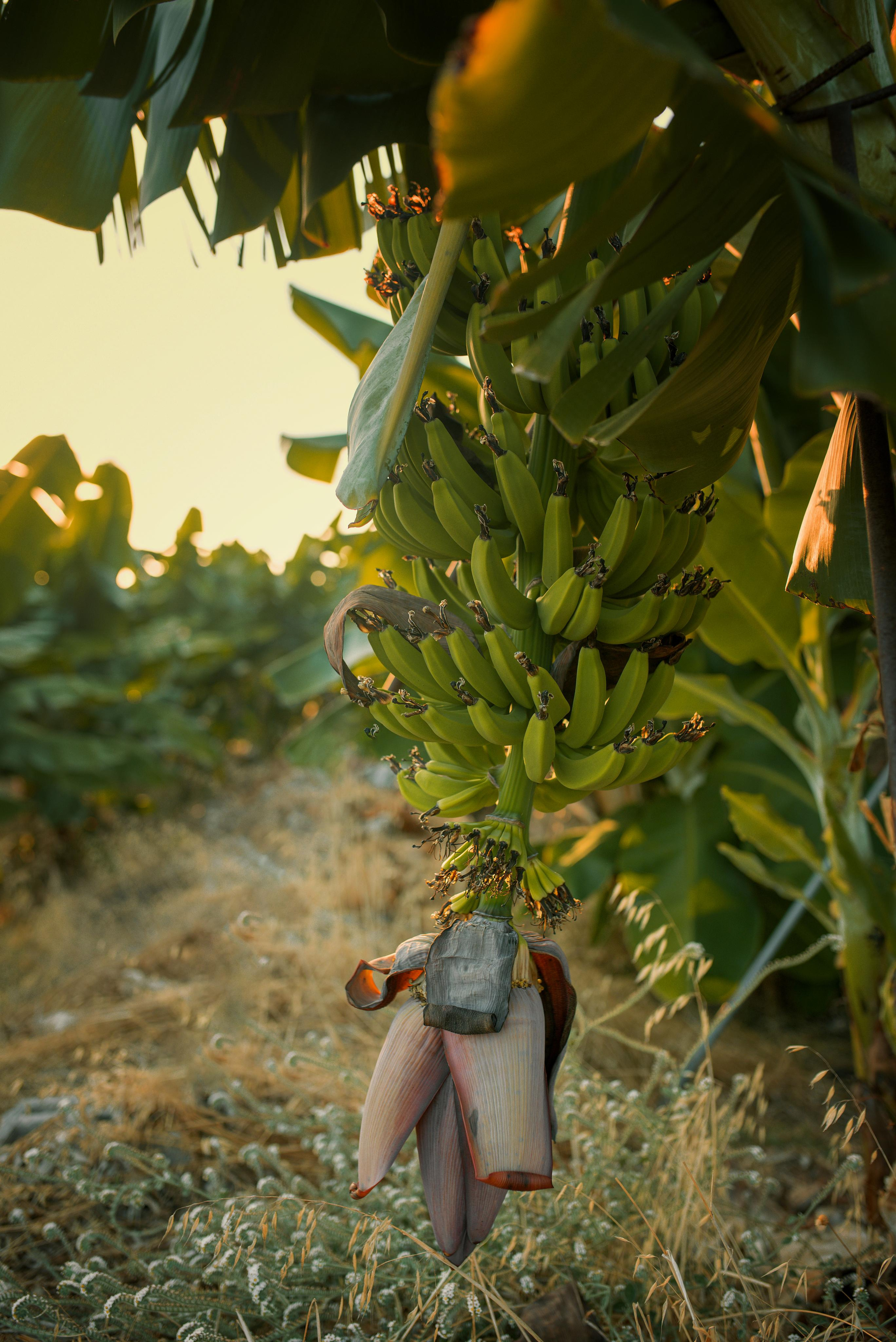 Sergiy, Diana, Sasha and Masha. Татьяна Малышева — семейный фотограф и видеограф в Валенсии, Испания