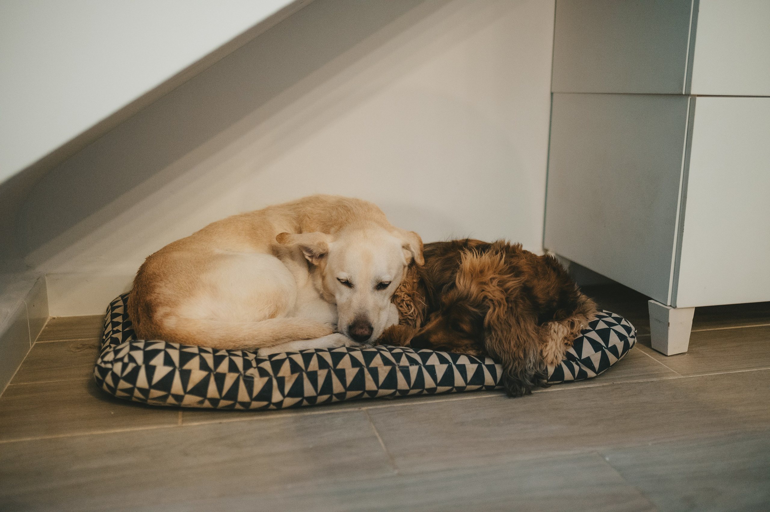 Adrián, Ruth, Natura & Ares. Тетяна Малишева - сімейний фотограф і відеограф у Валенсії, Іспанія