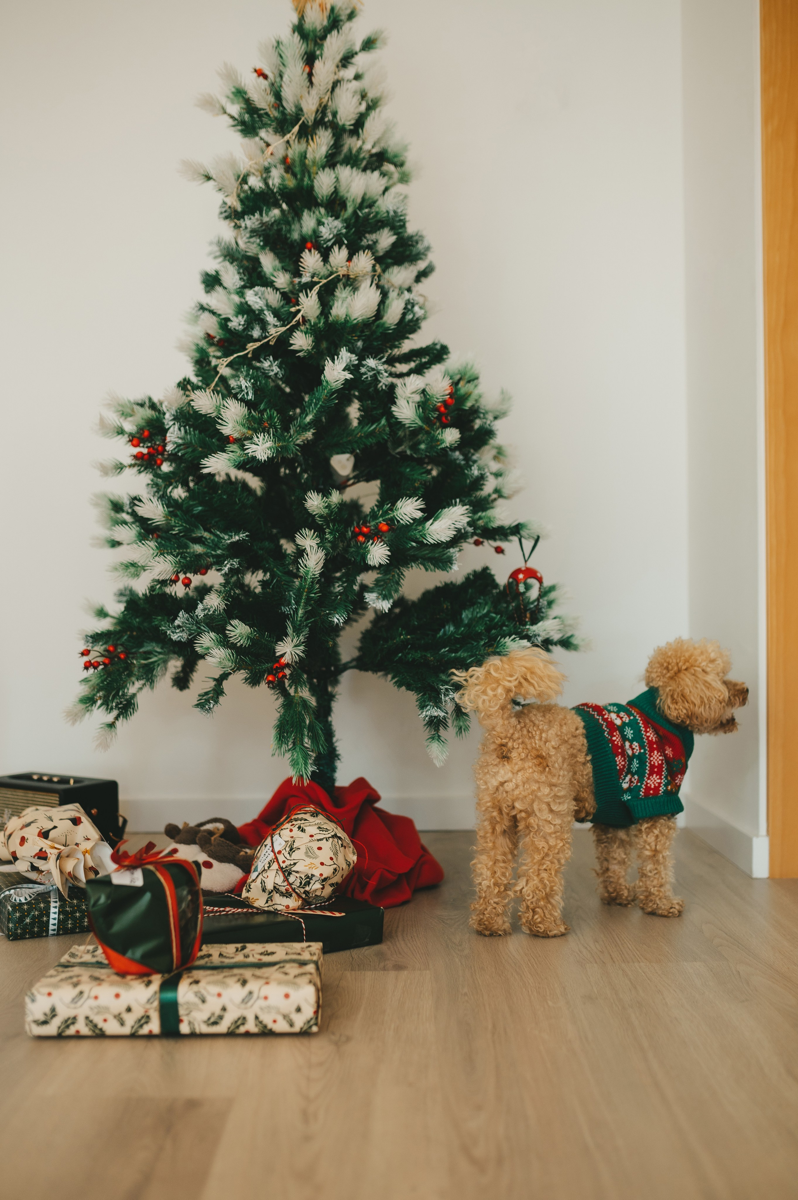 Christmas time. Тетяна Малишева - сімейний фотограф і відеограф у Валенсії, Іспанія