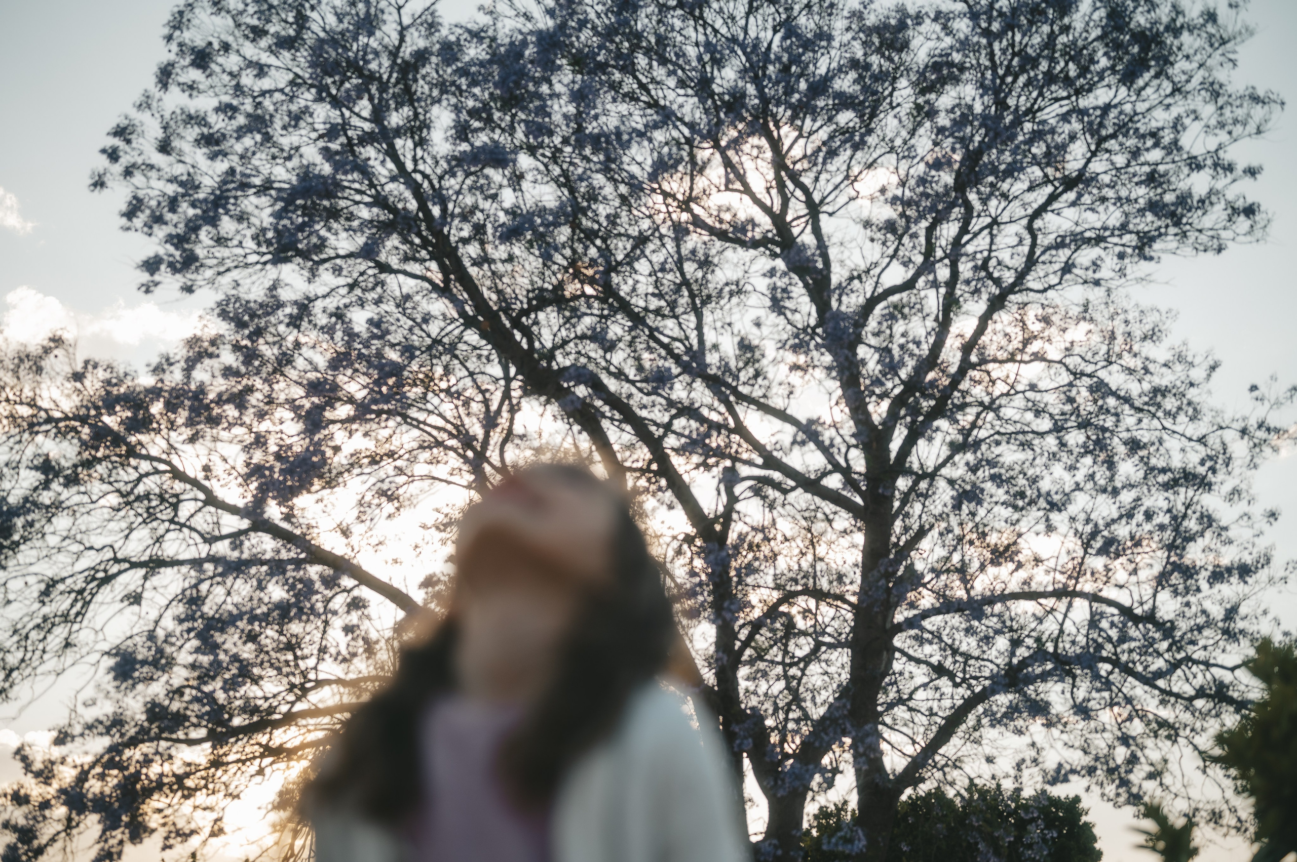 Jacaranda flowers. Tatiana Malysheva — family photographer and videographer in Valencia, Spain