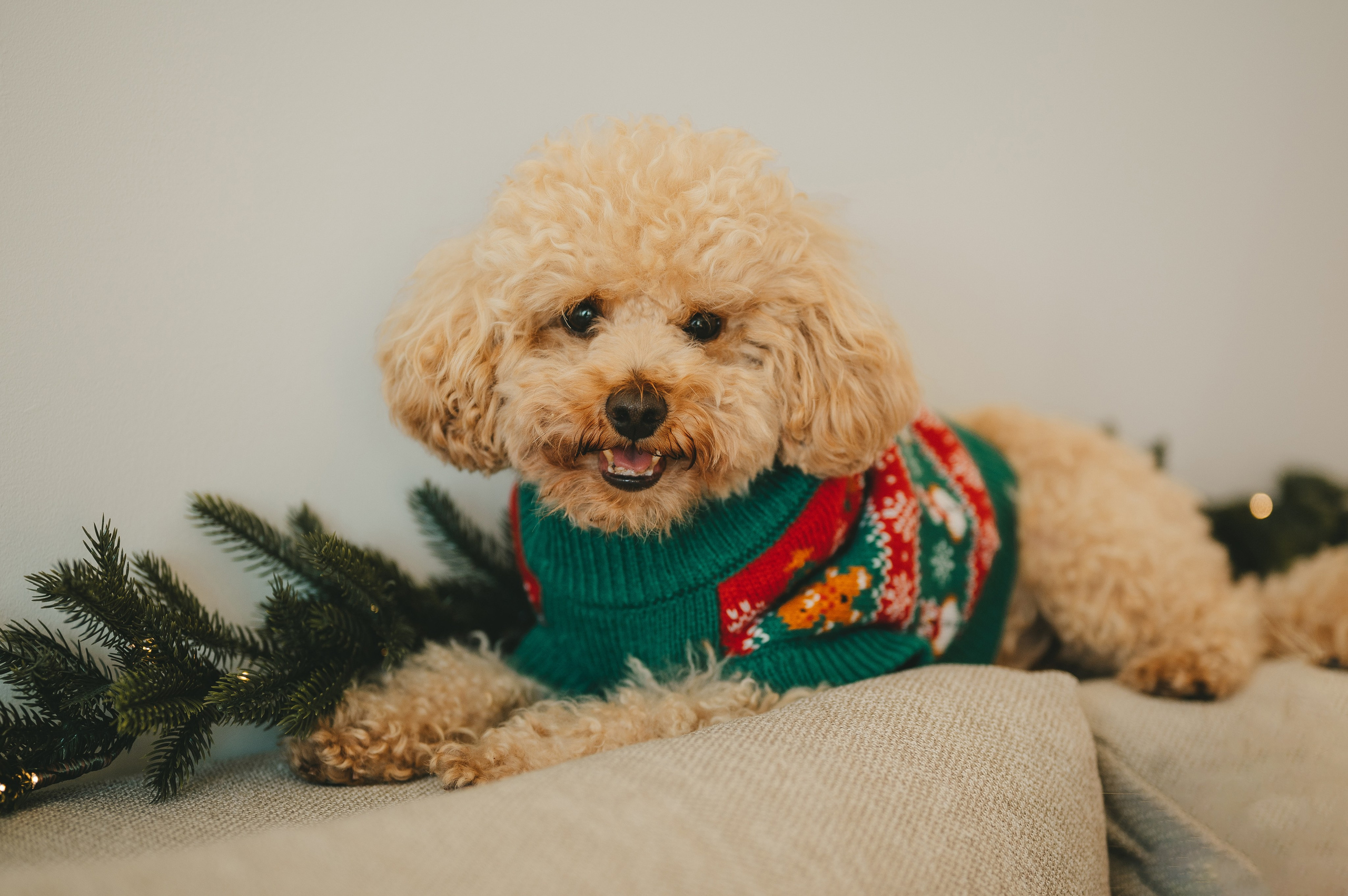 Christmas time. Тетяна Малишева - сімейний фотограф і відеограф у Валенсії, Іспанія