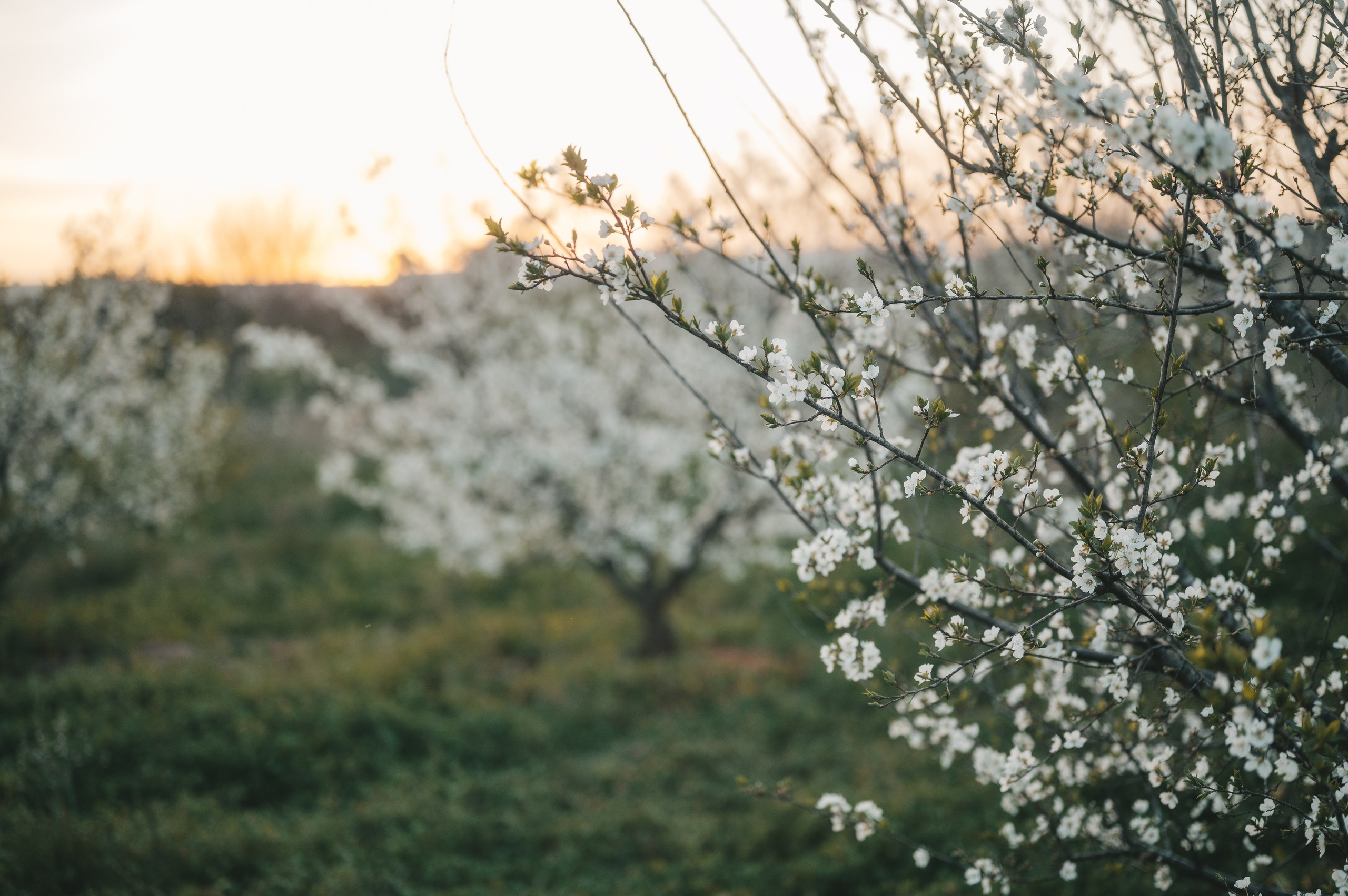 Pink Whispers. Тетяна Малишева - сімейний фотограф і відеограф у Валенсії, Іспанія