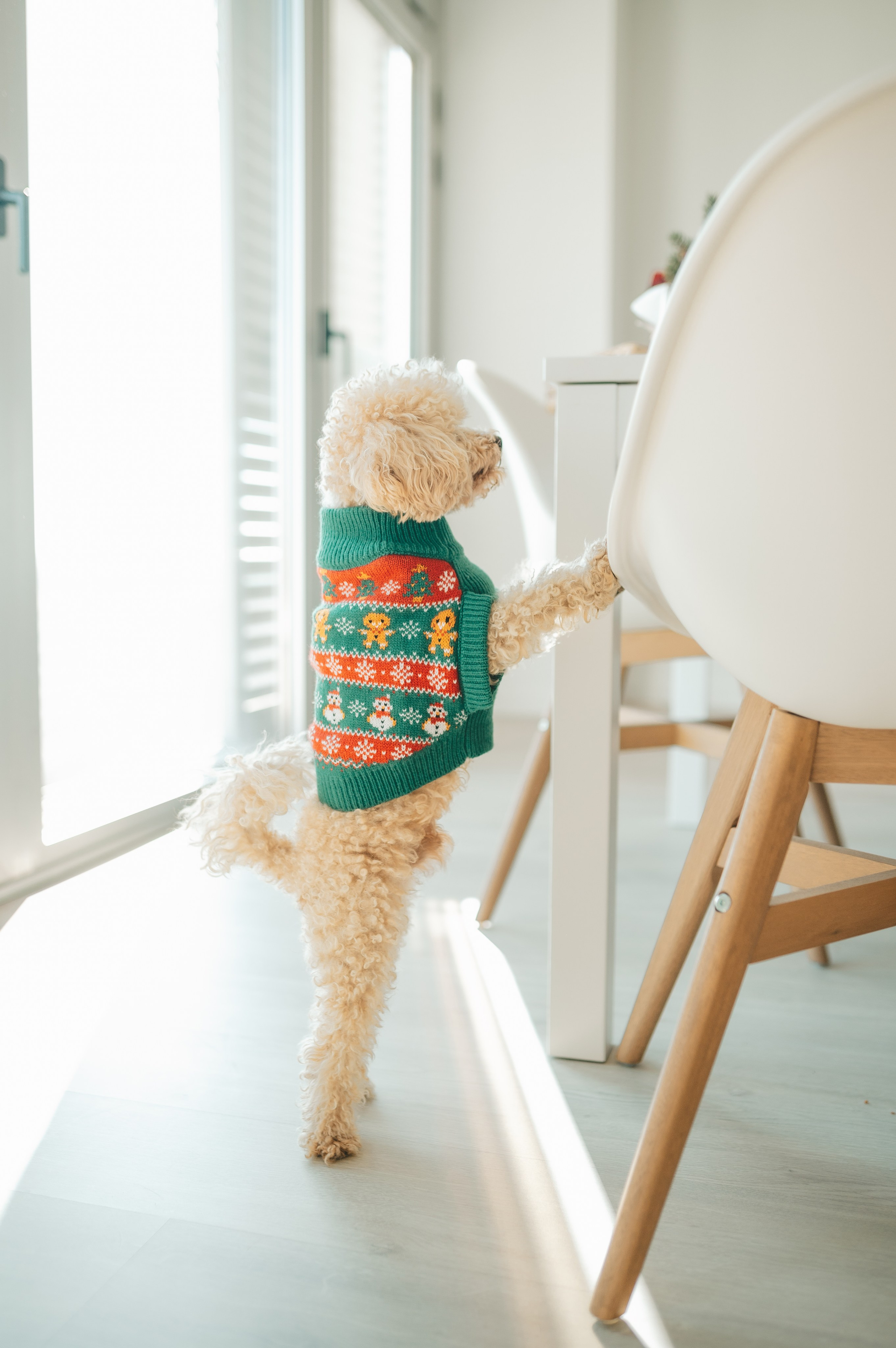 Christmas time. Тетяна Малишева - сімейний фотограф і відеограф у Валенсії, Іспанія