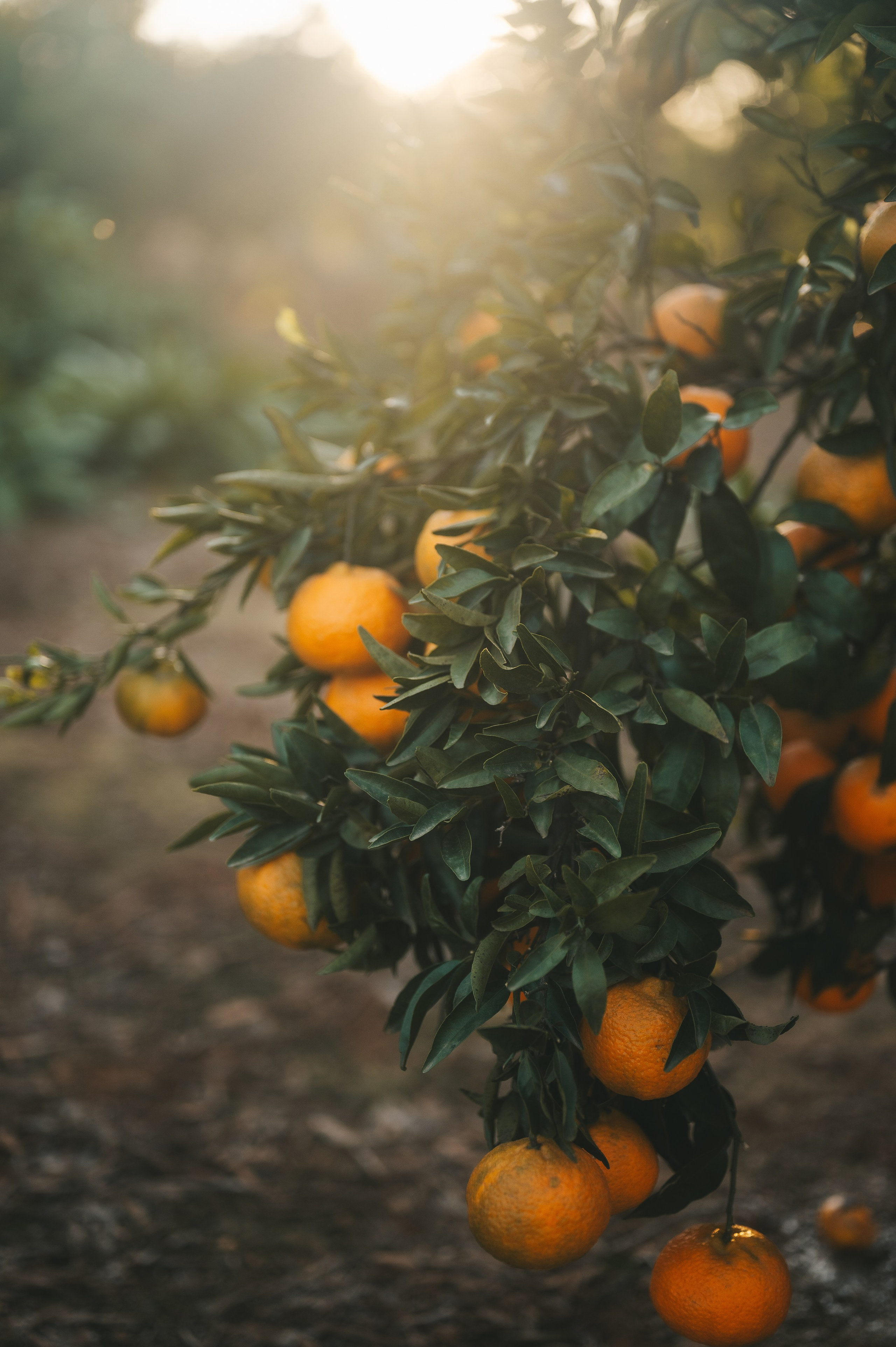Tangerine Paradise. Тетяна Малишева - сімейний фотограф і відеограф у Валенсії, Іспанія