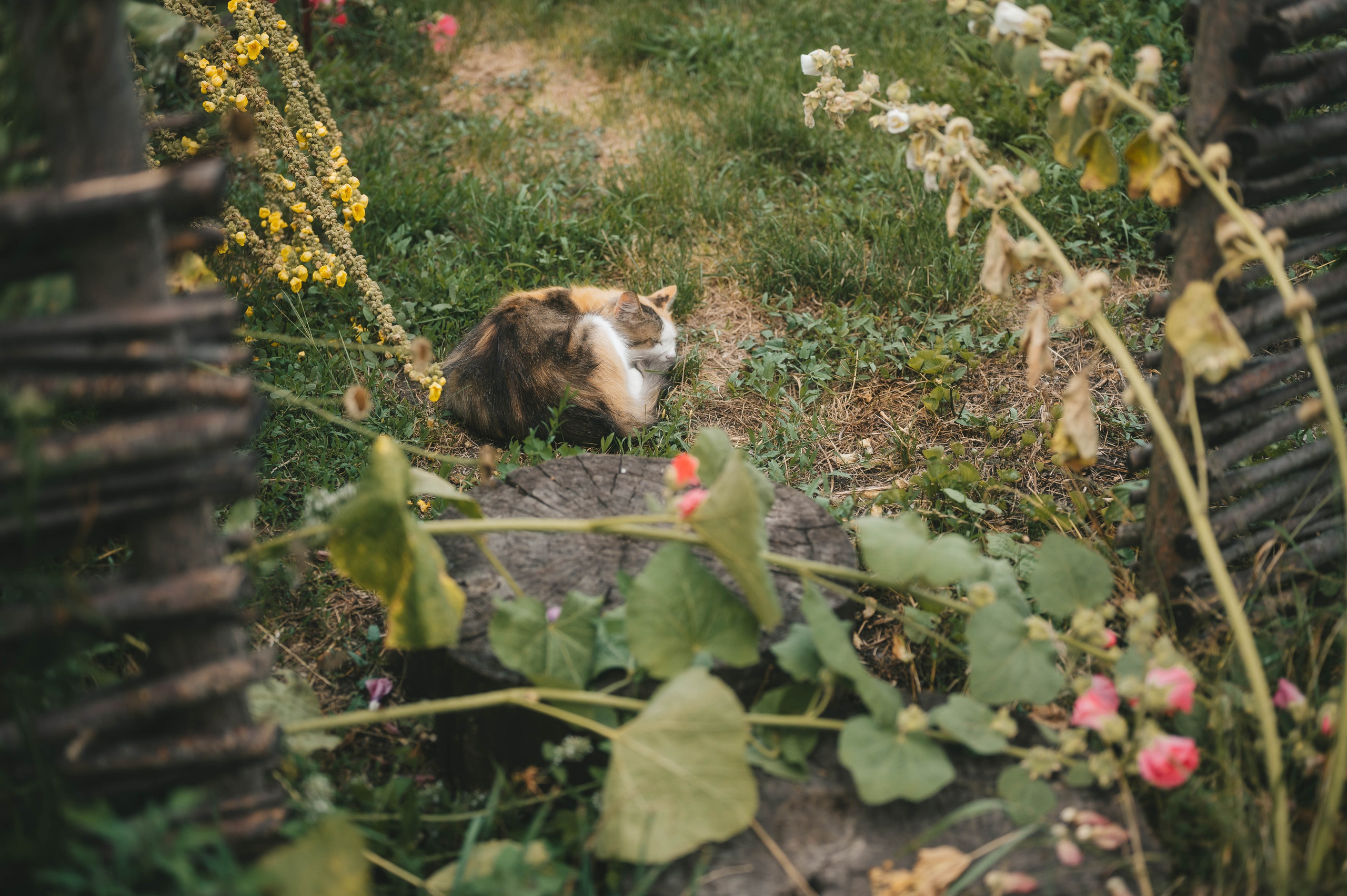 Ukrainian village. Tatiana Malysheva — lifestyle fotógrafa y videógrafa en Valencia, España