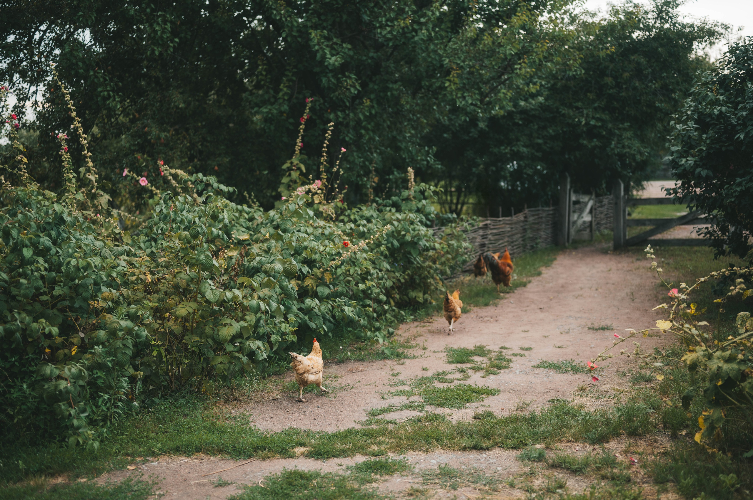 Ukrainian village. Tatiana Malysheva — lifestyle fotógrafa y videógrafa en Valencia, España