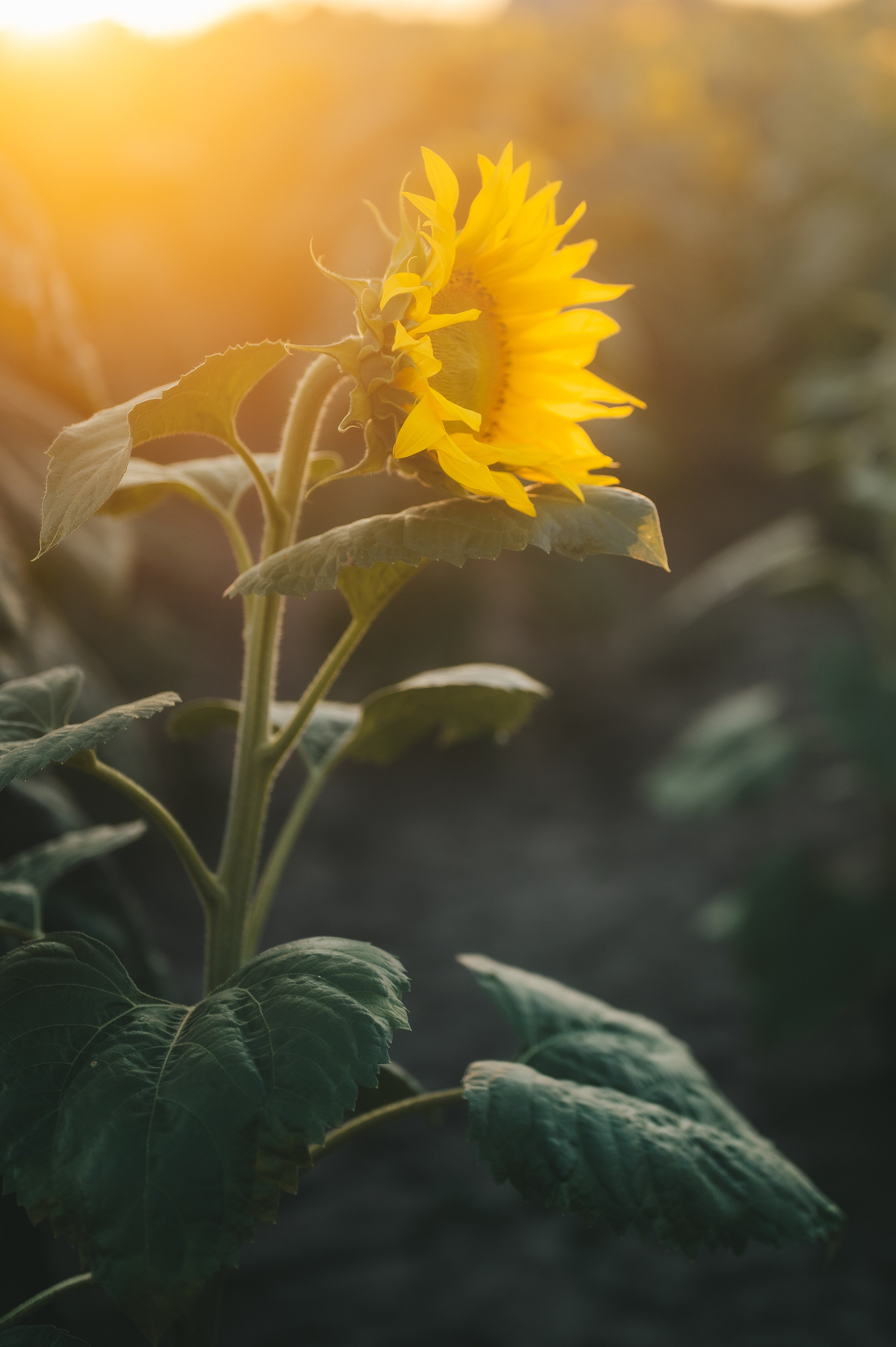 Sunflower field. Татьяна Малышева — семейный фотограф и видеограф в Валенсии, Испания