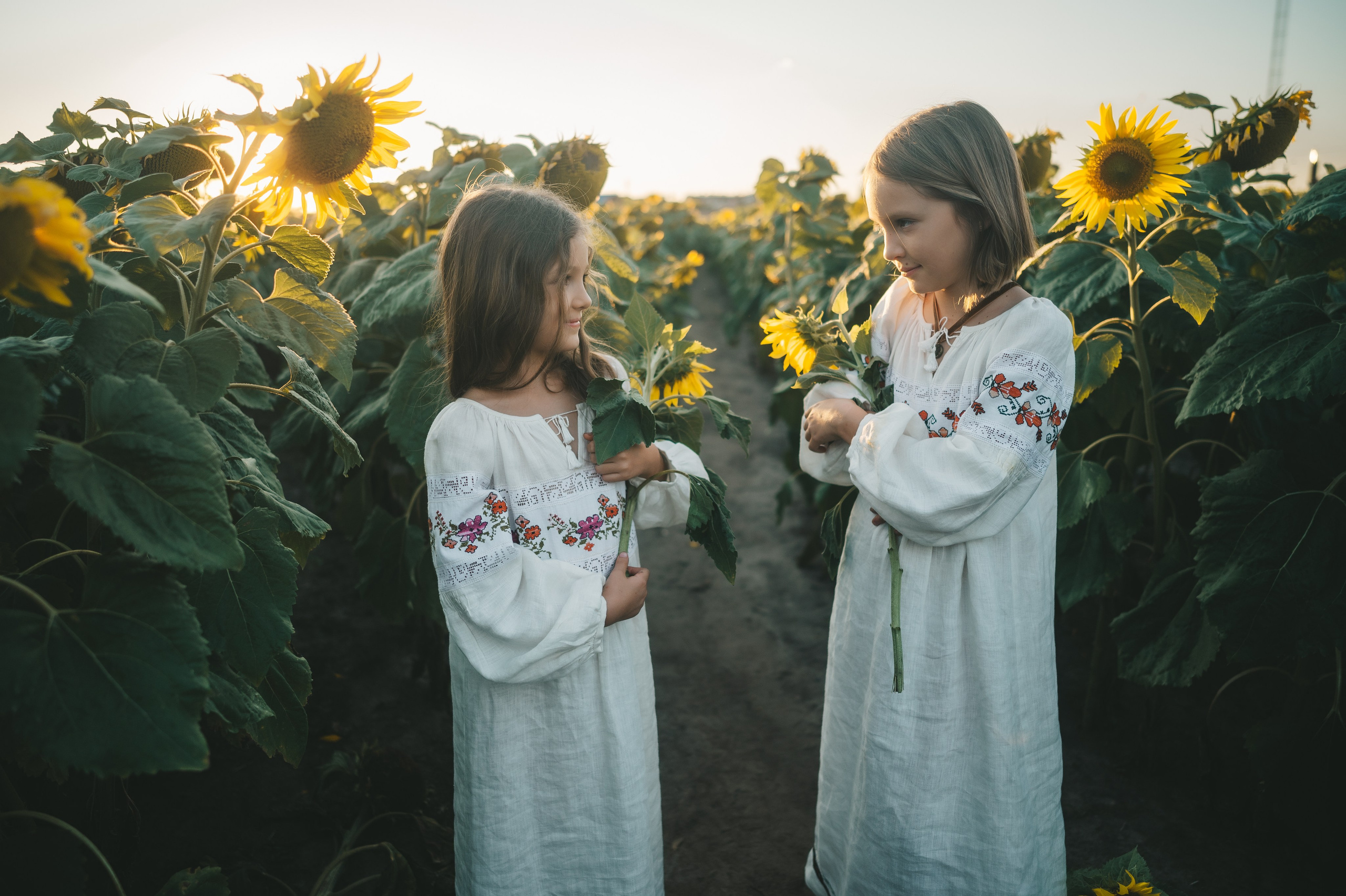 Sunflower field. Татьяна Малышева — семейный фотограф и видеограф в Валенсии, Испания