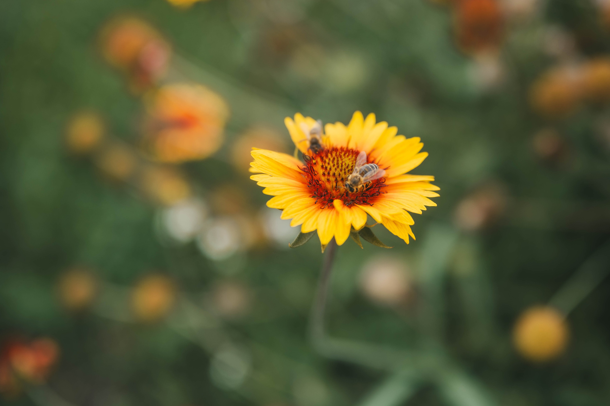 Ukrainian village. Tatiana Malysheva — lifestyle fotógrafa y videógrafa en Valencia, España