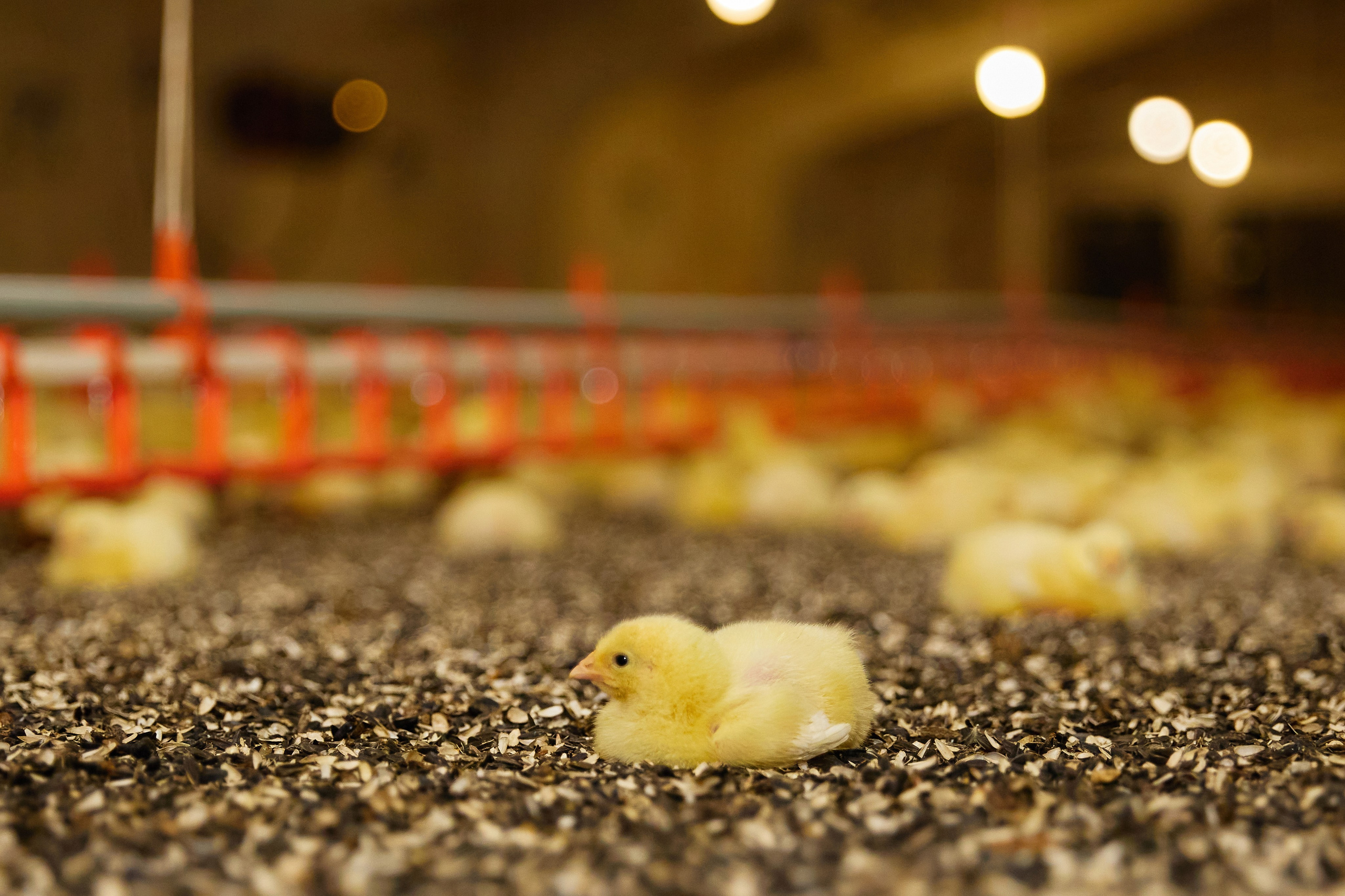 Комплексна фотосессія для товарів для AMAZONE