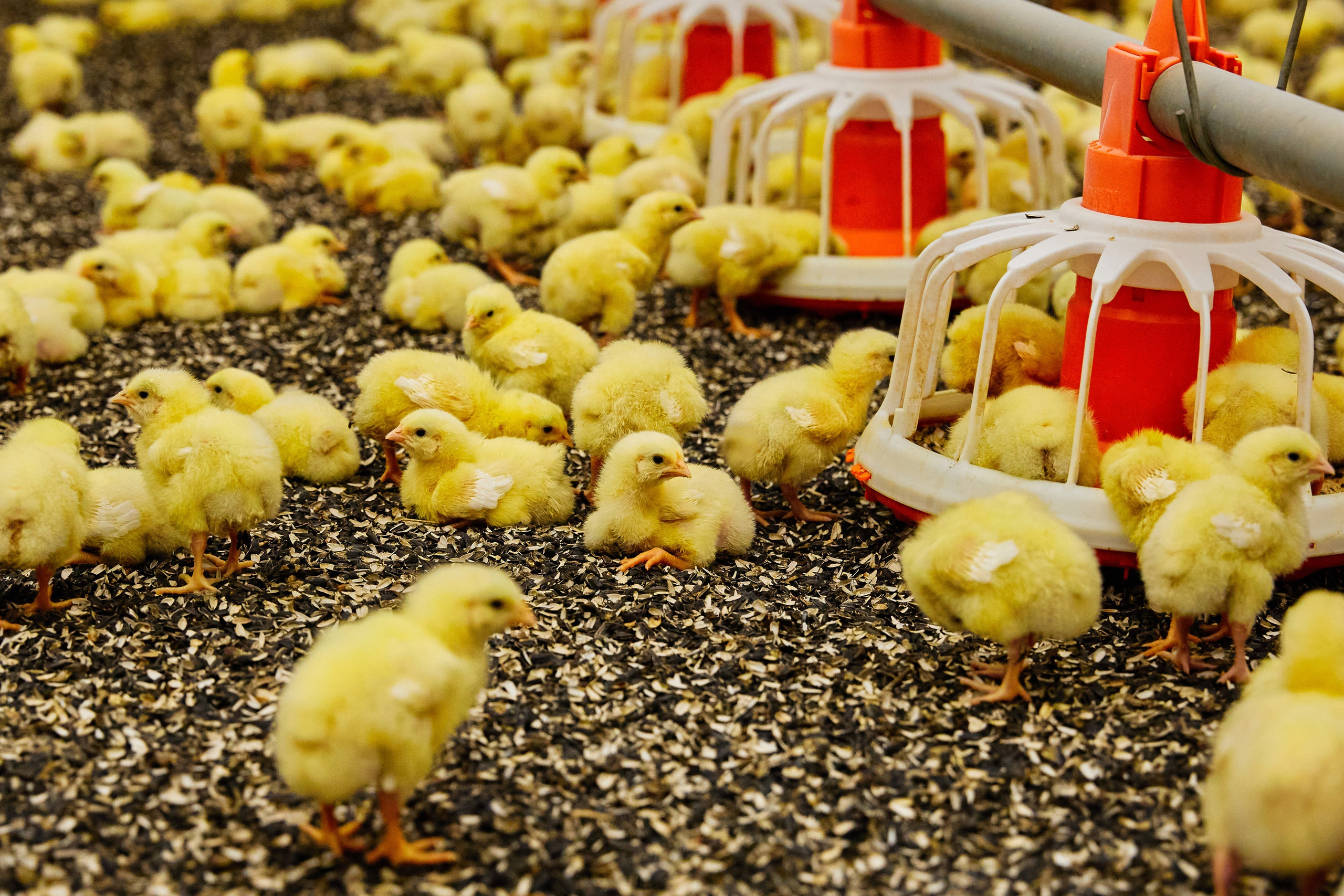 Комплексна фотосессія для товарів для AMAZONE