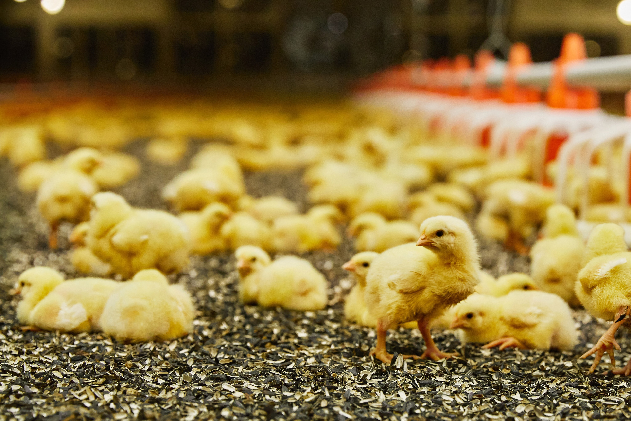 Комплексна фотосессія для товарів для AMAZONE