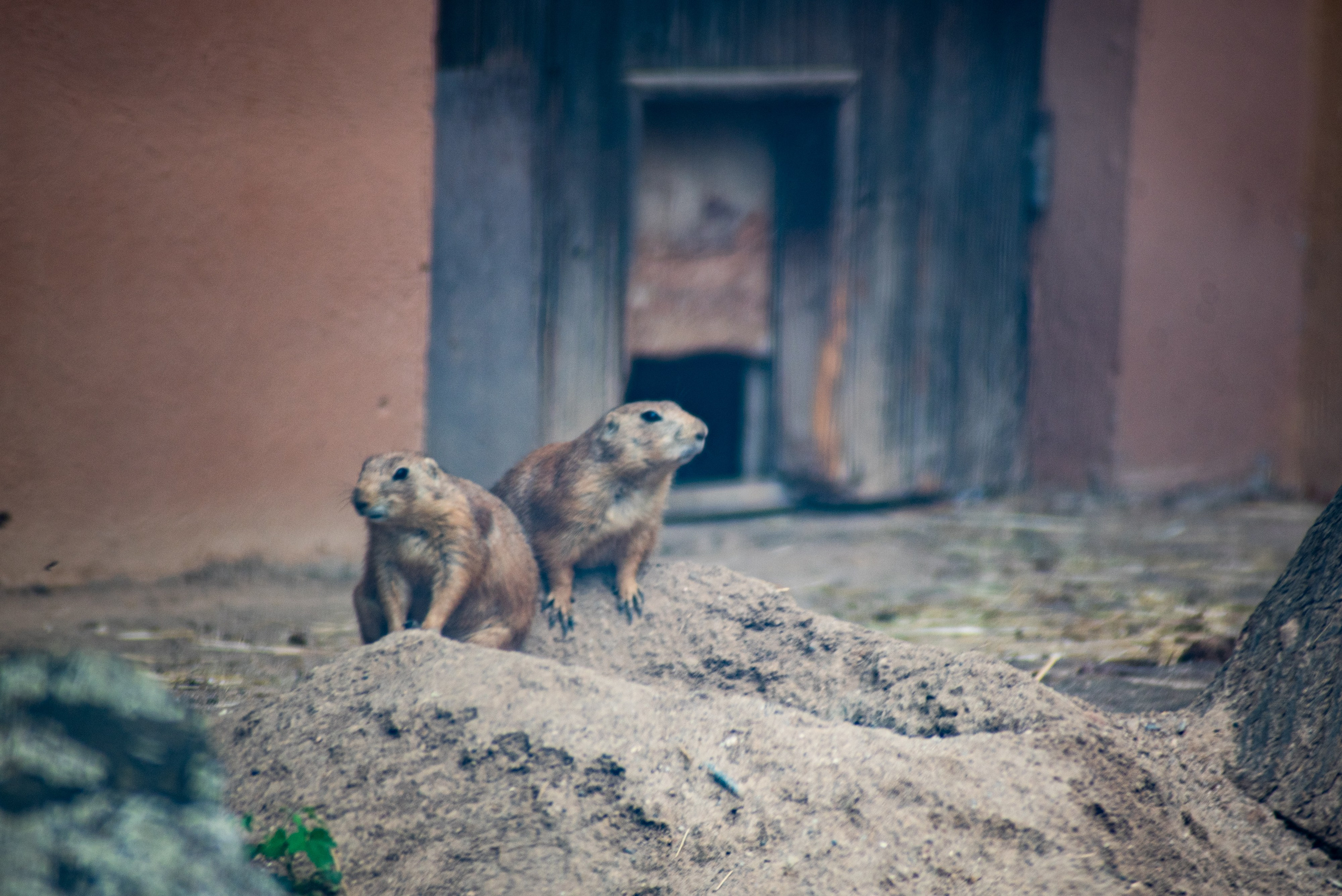 Zoo Heidelberg. Фотограф Анастасія Залужна | Манхайм