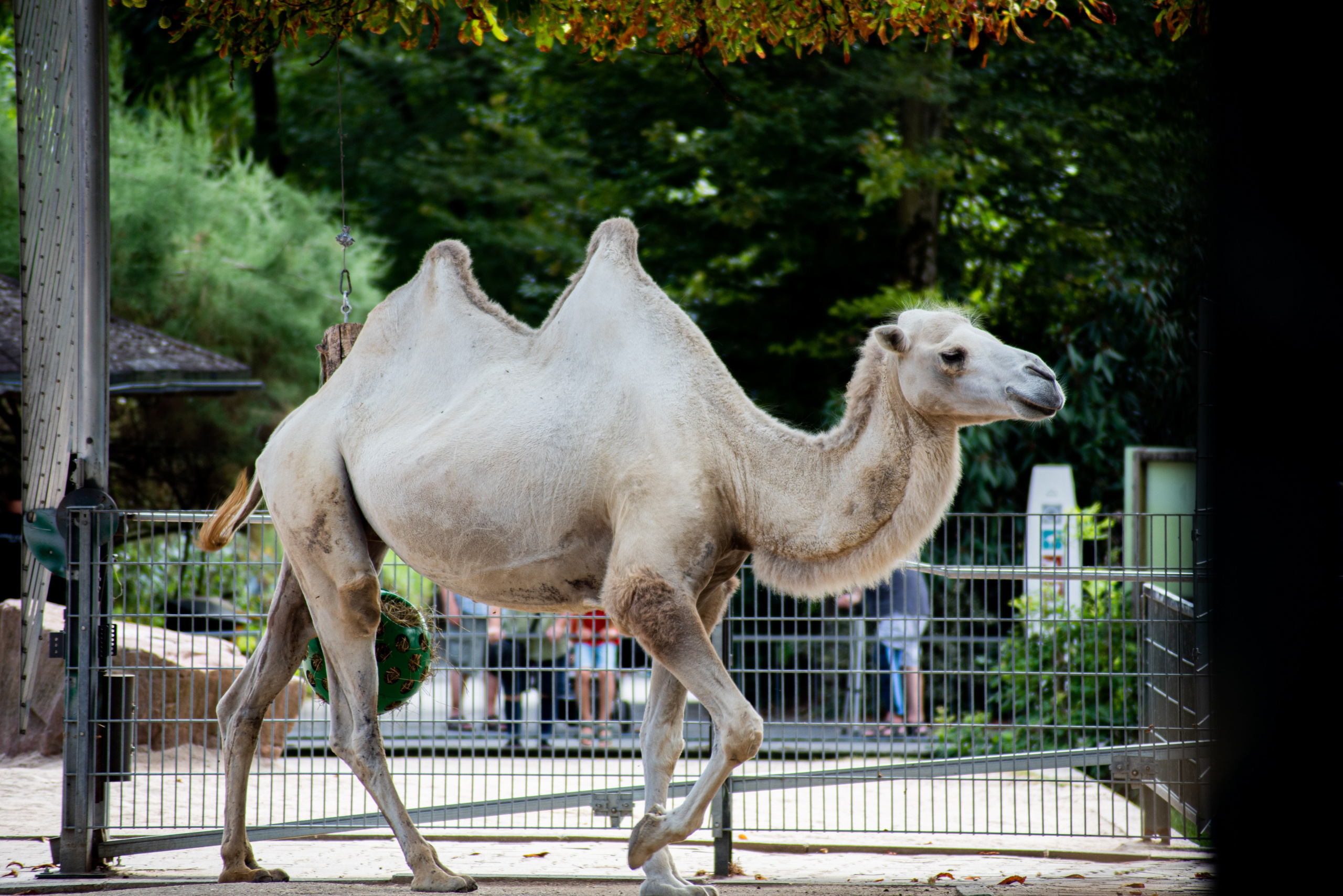 Zoo Heidelberg. Фотограф Анастасія Залужна | Манхайм