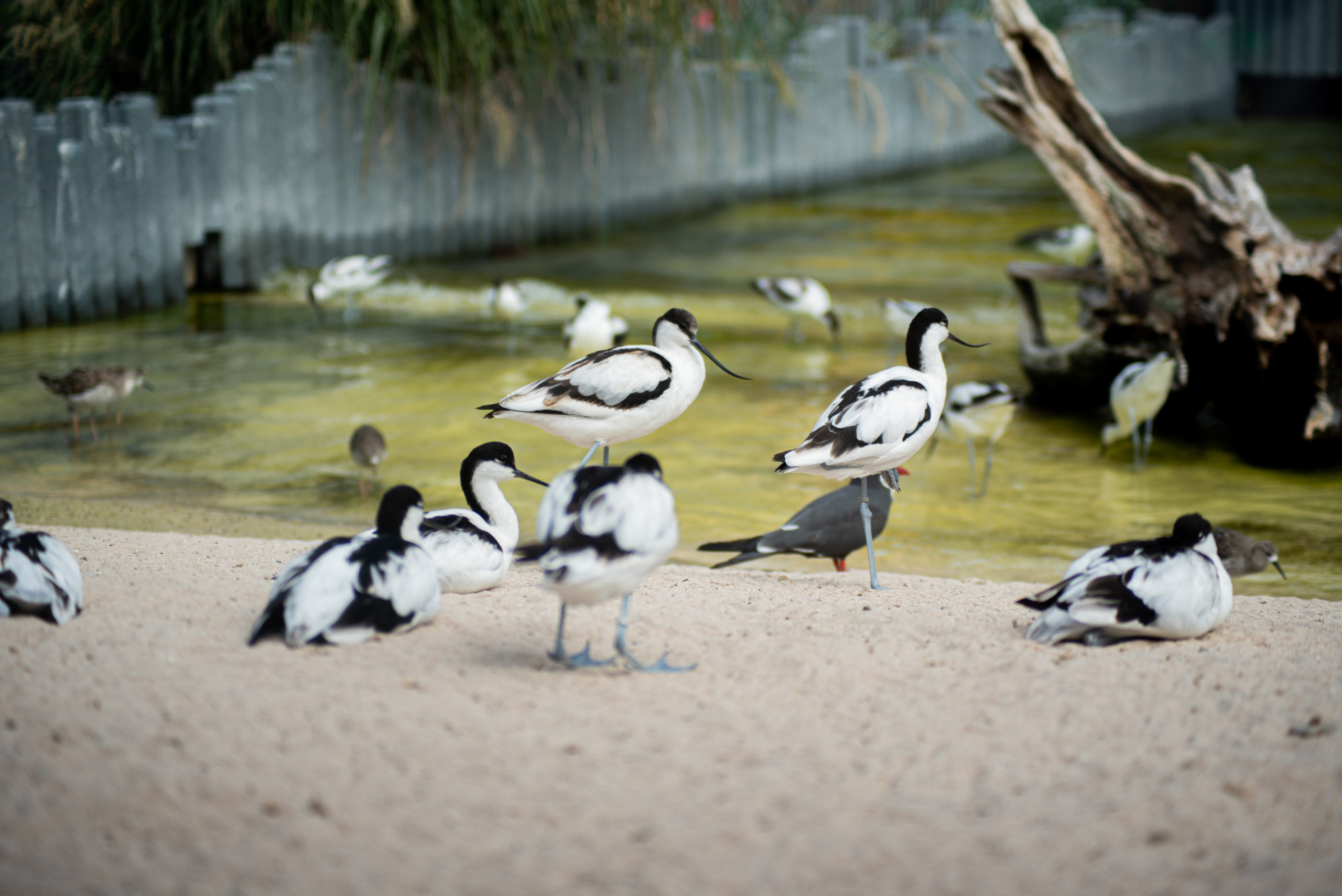 Zoo Heidelberg. Фотограф Анастасія Залужна | Манхайм