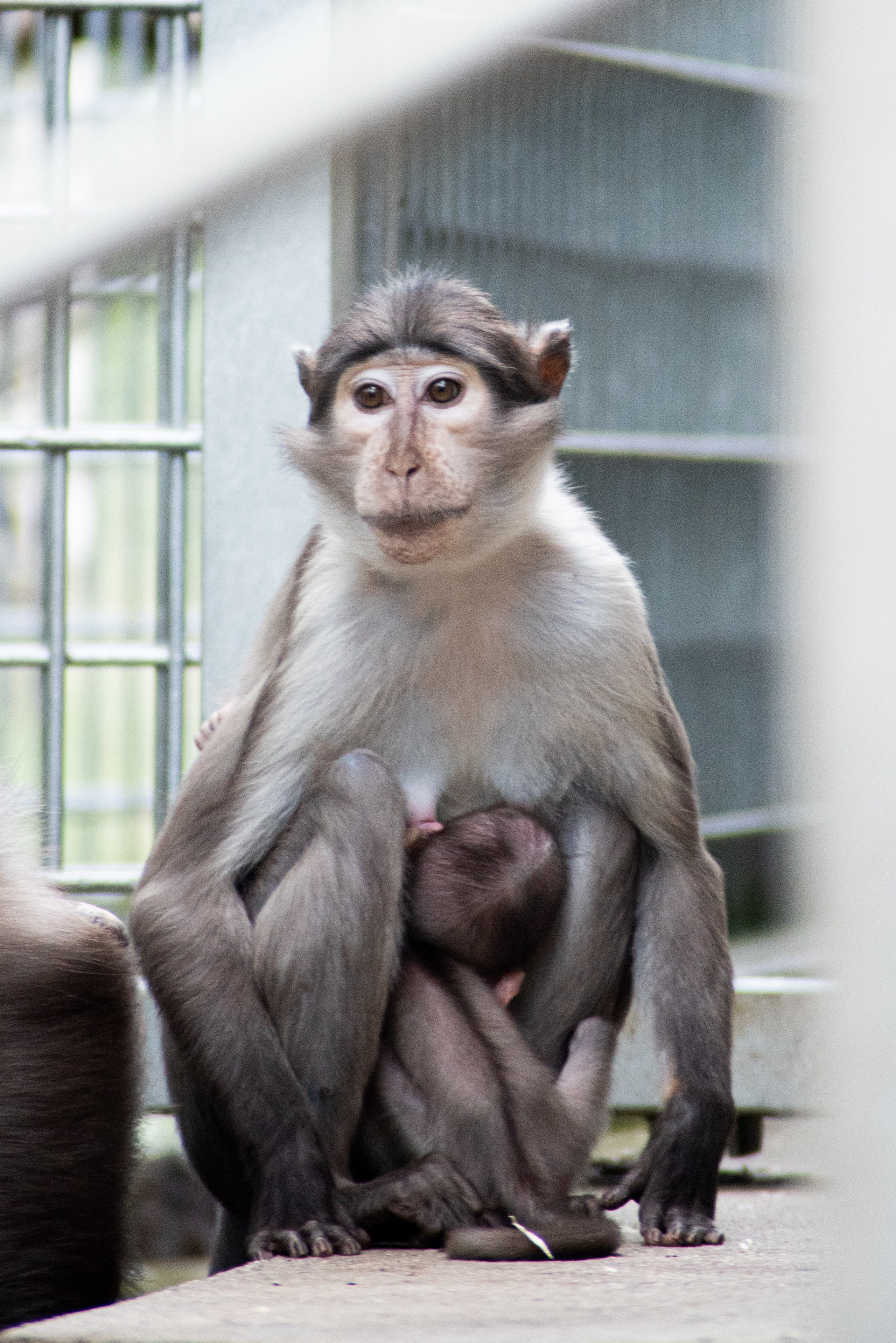 Zoo Heidelberg. Фотограф Анастасія Залужна | Манхайм