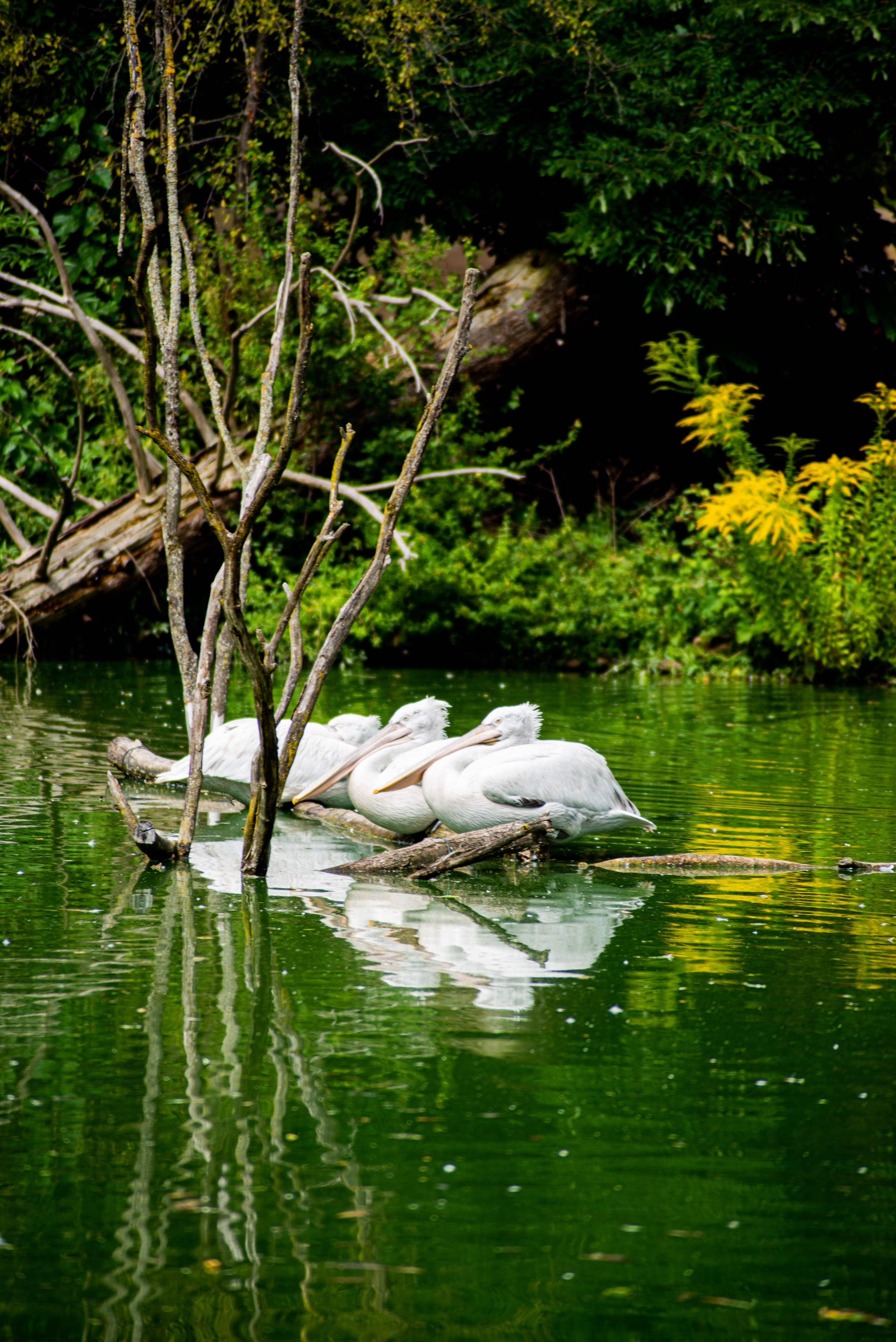 Zoo Heidelberg. Фотограф Анастасія Залужна | Манхайм