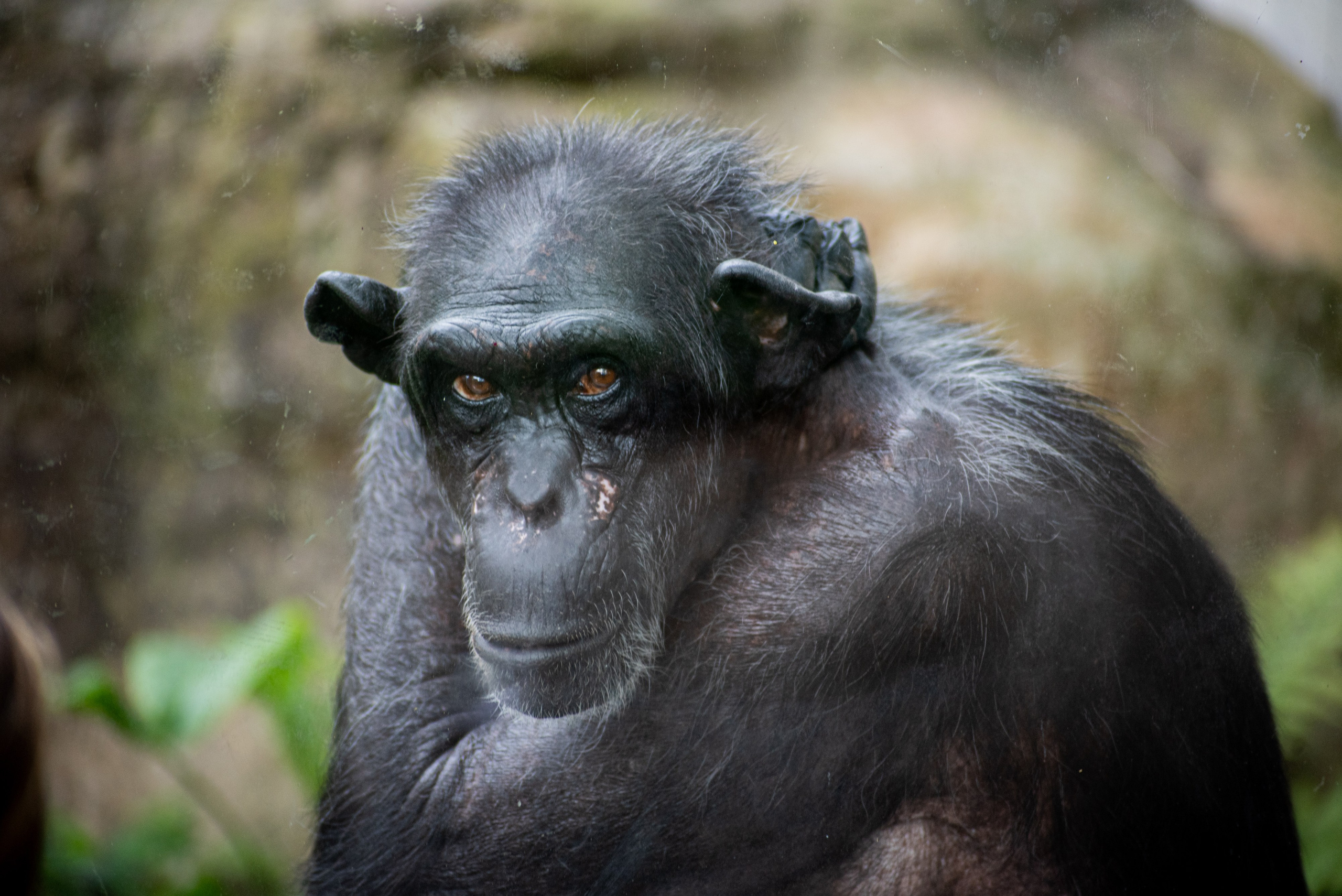 Zoo Heidelberg. Фотограф Анастасія Залужна | Манхайм