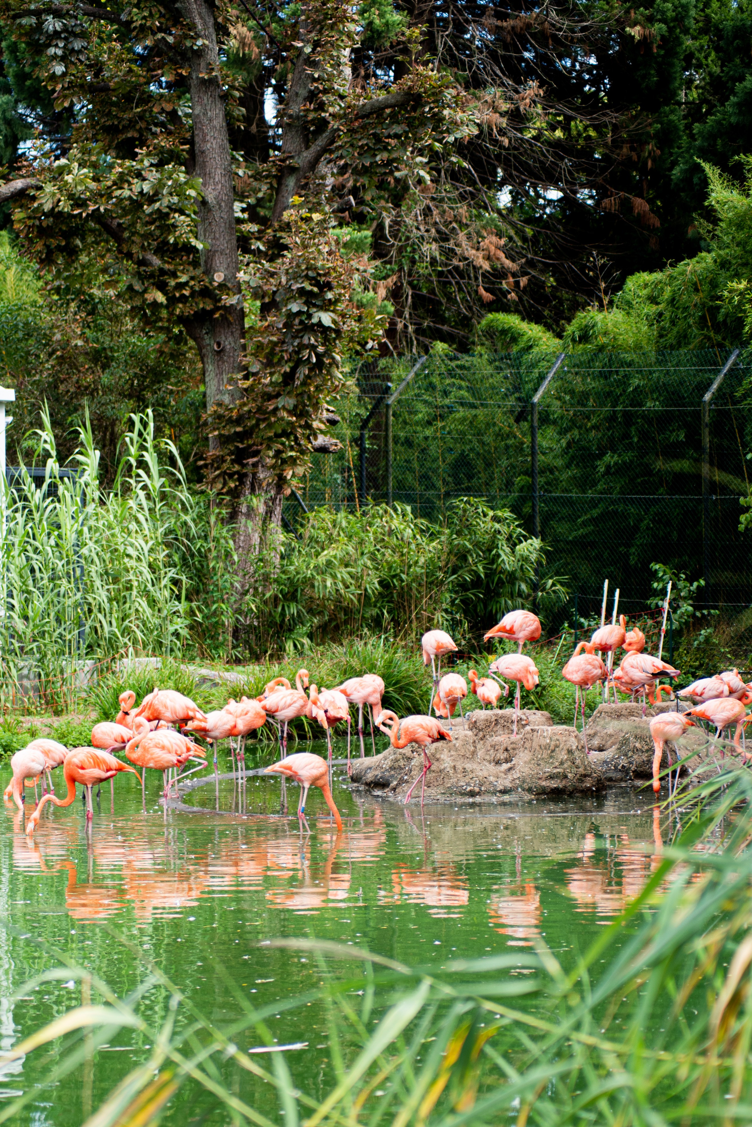 Zoo Heidelberg. Фотограф Анастасія Залужна | Манхайм