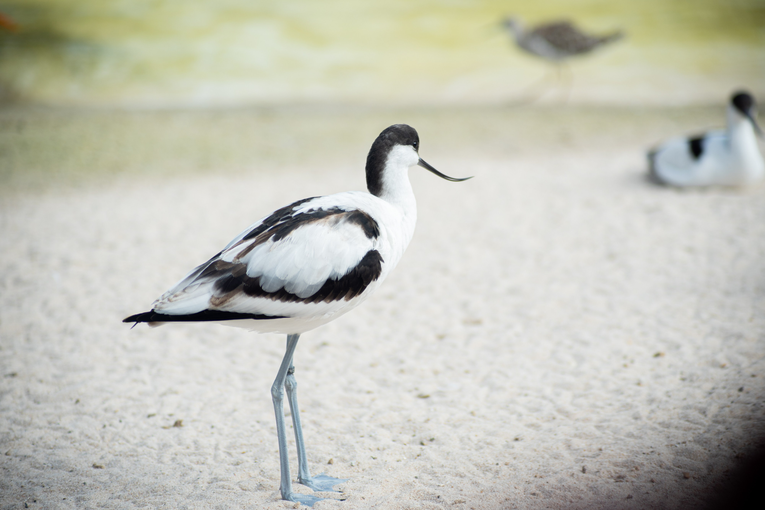 Zoo Heidelberg. Фотограф Анастасія Залужна | Манхайм