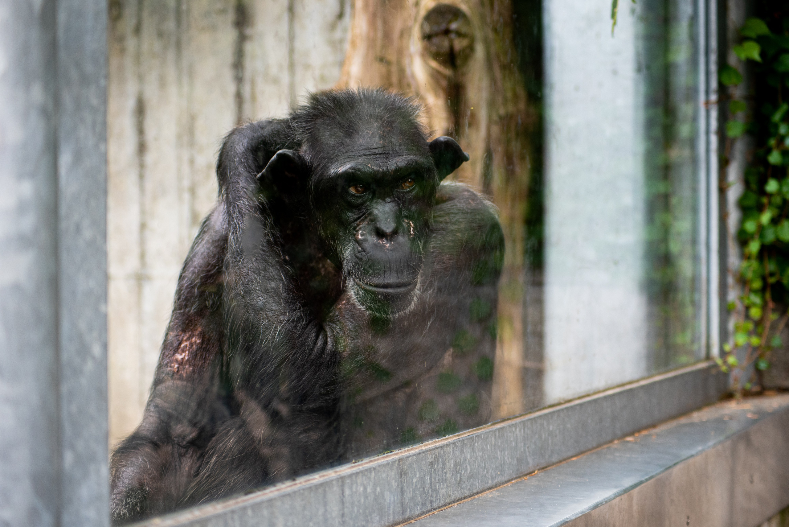 Zoo Heidelberg. Фотограф Анастасія Залужна | Манхайм