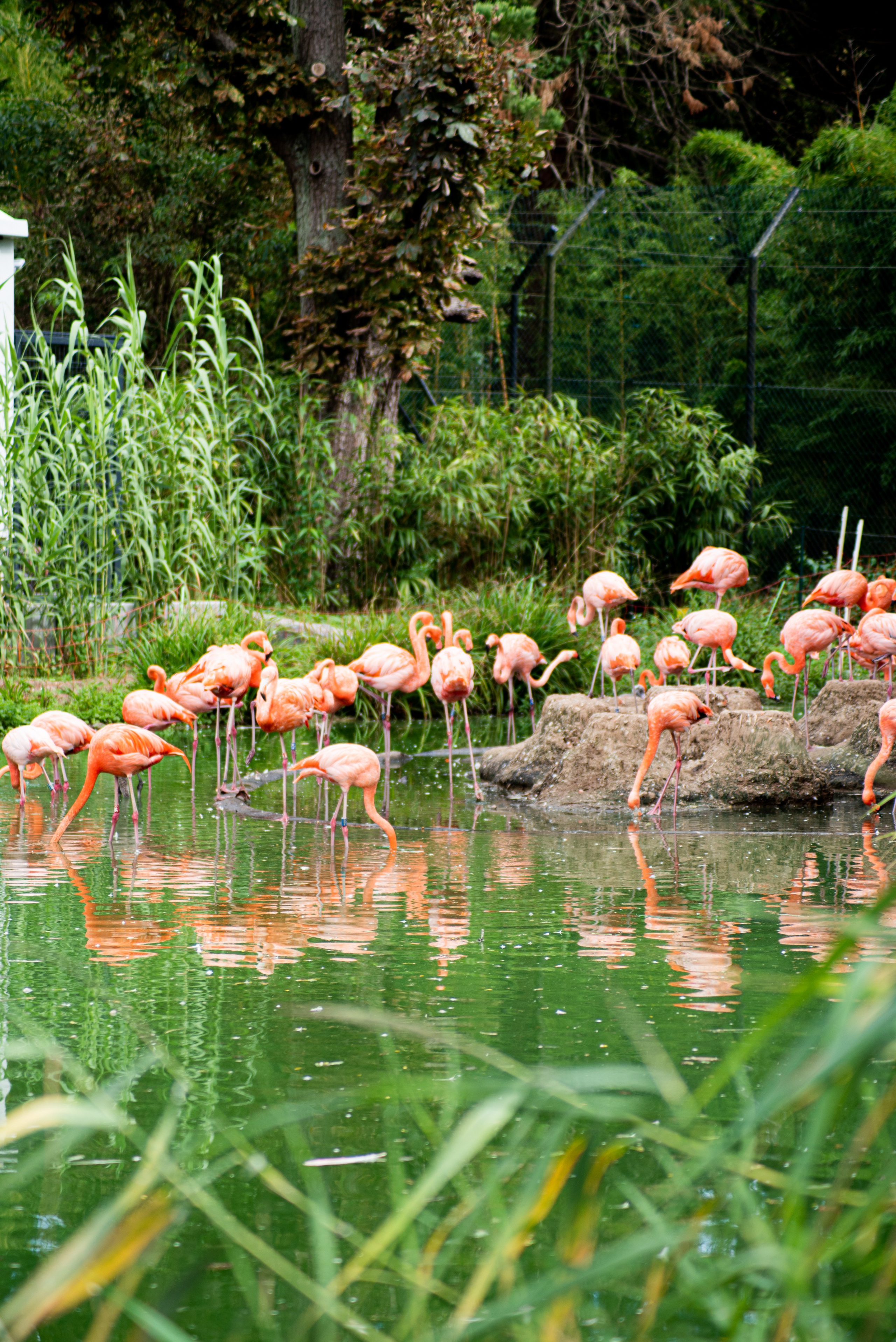 Zoo Heidelberg. Фотограф Анастасія Залужна | Манхайм
