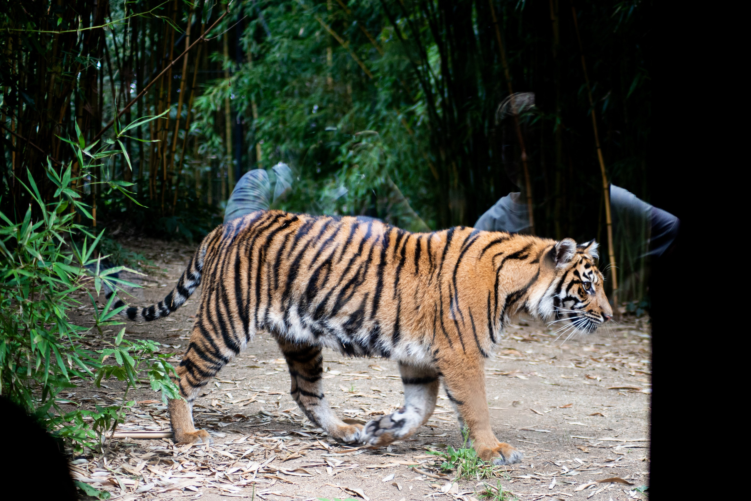 Zoo Heidelberg. Фотограф Анастасія Залужна | Манхайм