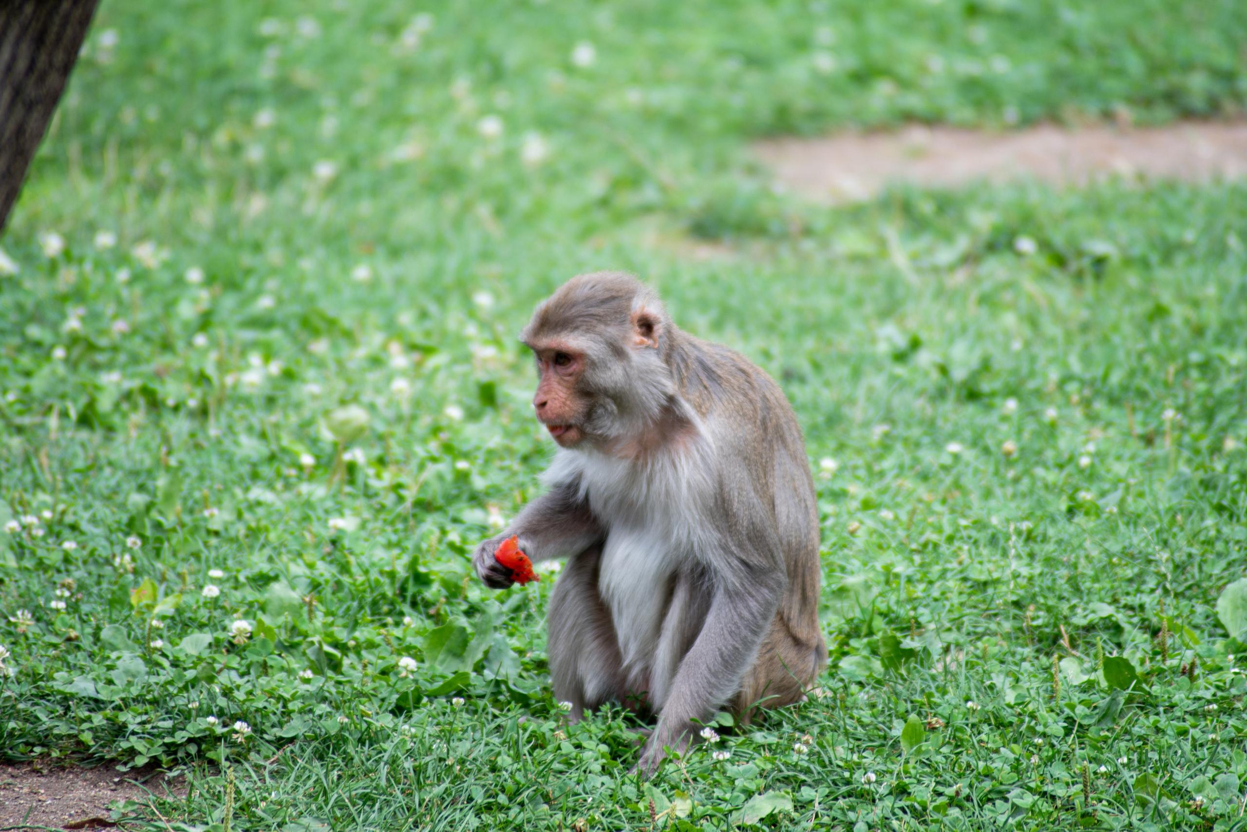 Zoo Heidelberg. Фотограф Анастасія Залужна | Манхайм