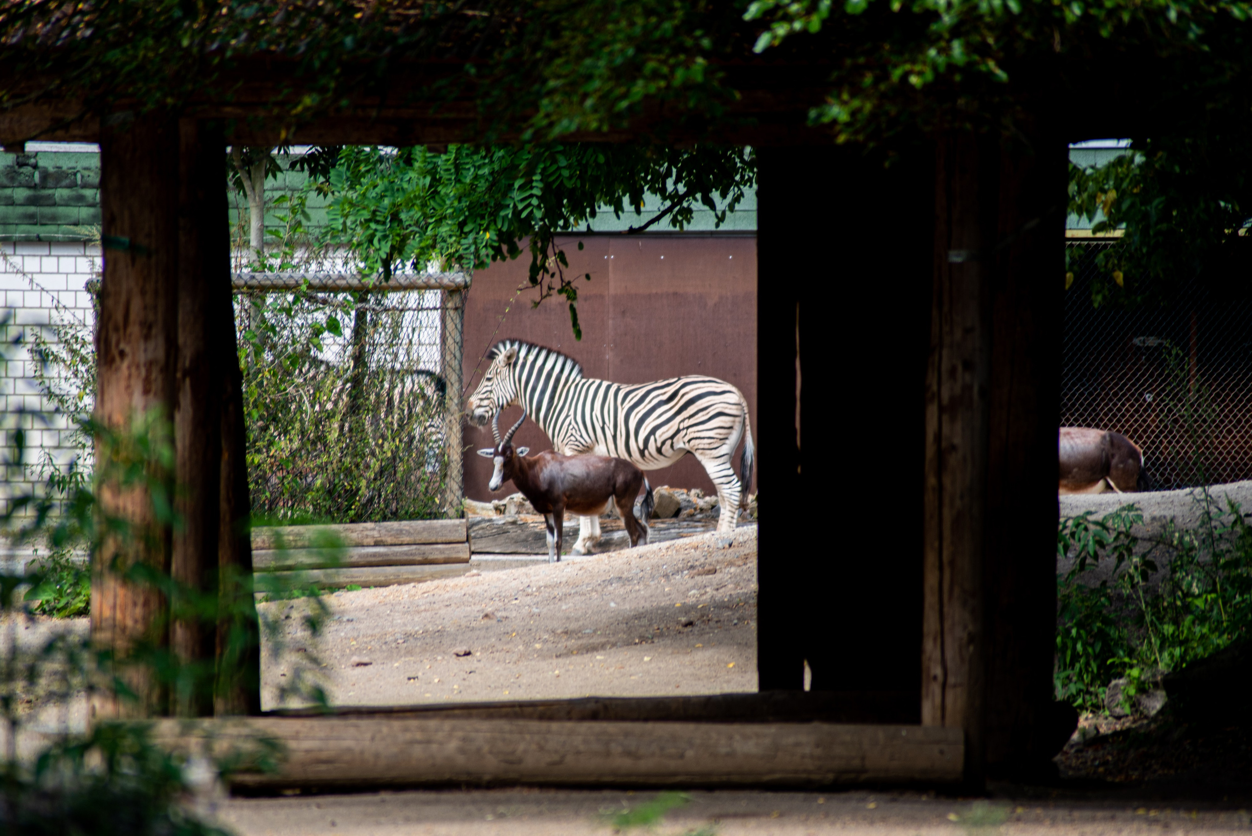 Zoo Heidelberg. Фотограф Анастасія Залужна | Манхайм