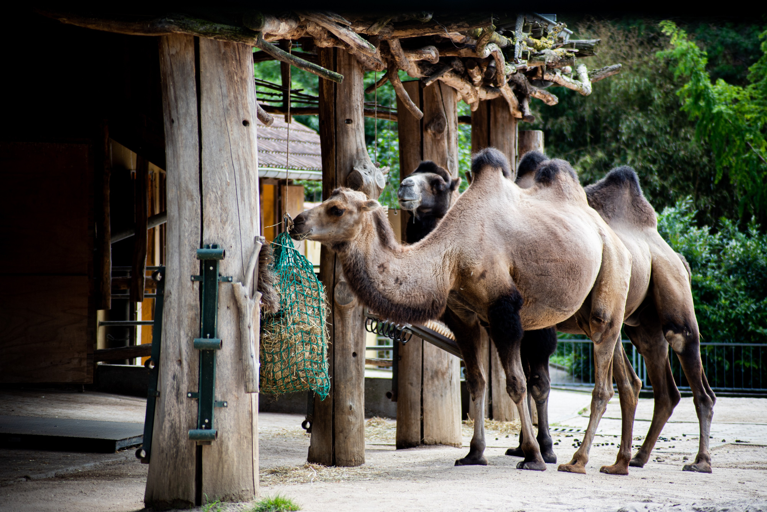 Zoo Heidelberg. Фотограф Анастасія Залужна | Манхайм
