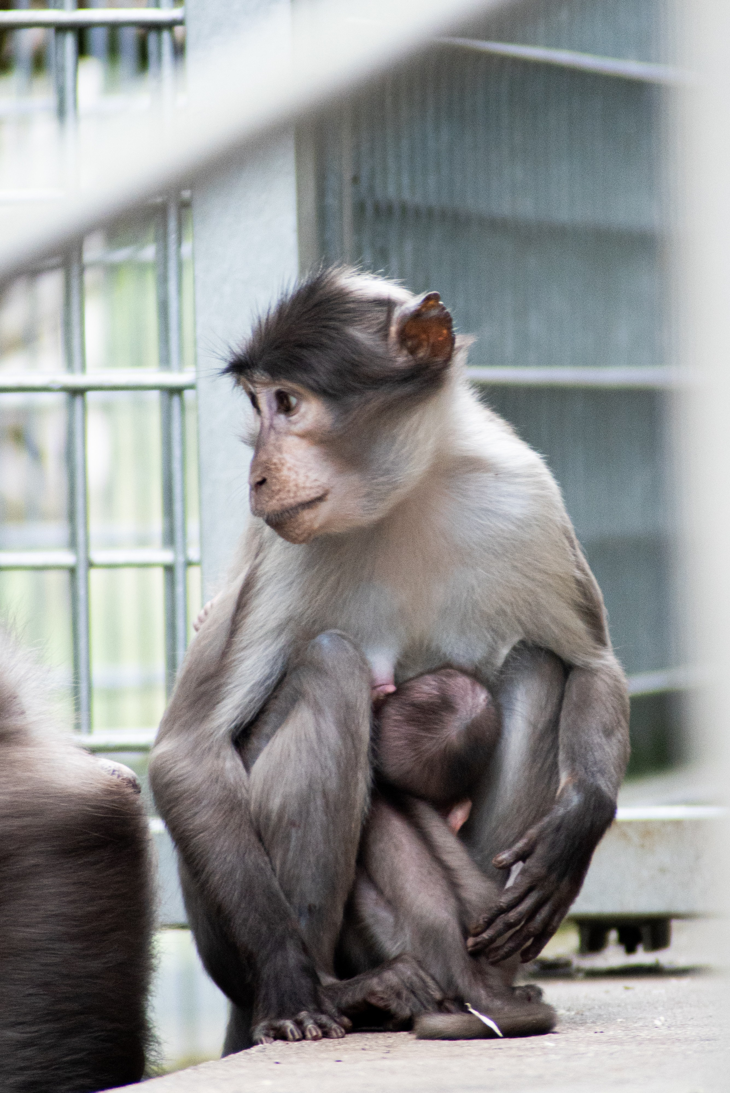 Zoo Heidelberg. Фотограф Анастасія Залужна | Манхайм
