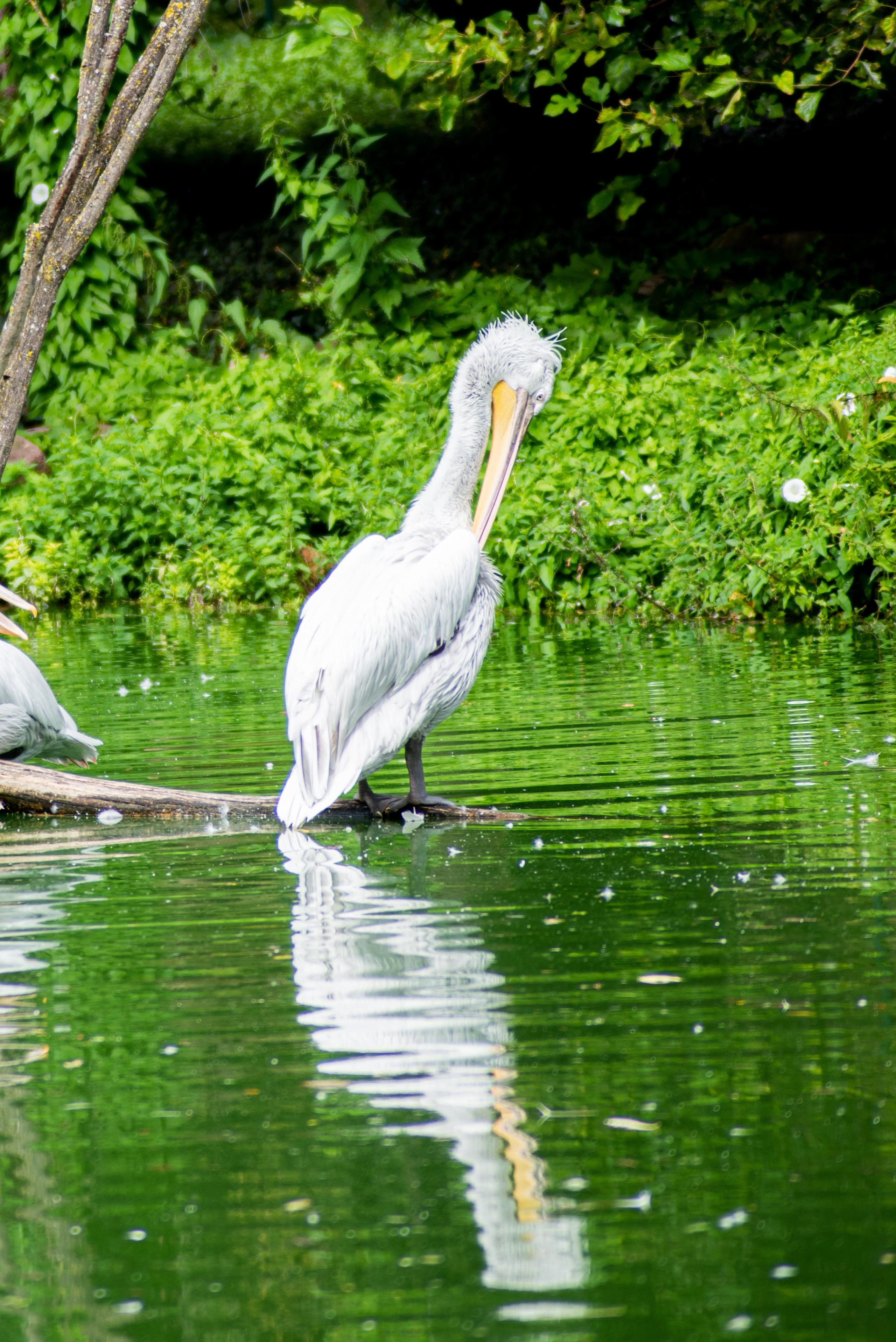 Zoo Heidelberg. Фотограф Анастасія Залужна | Манхайм