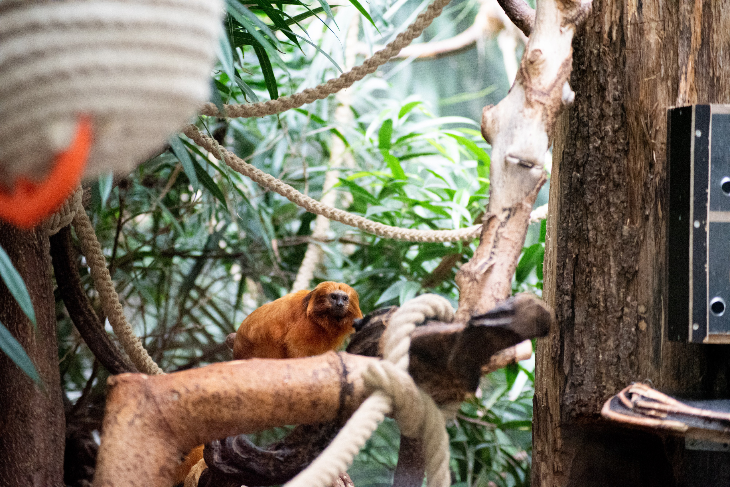 Zoo Heidelberg. Фотограф Анастасія Залужна | Манхайм