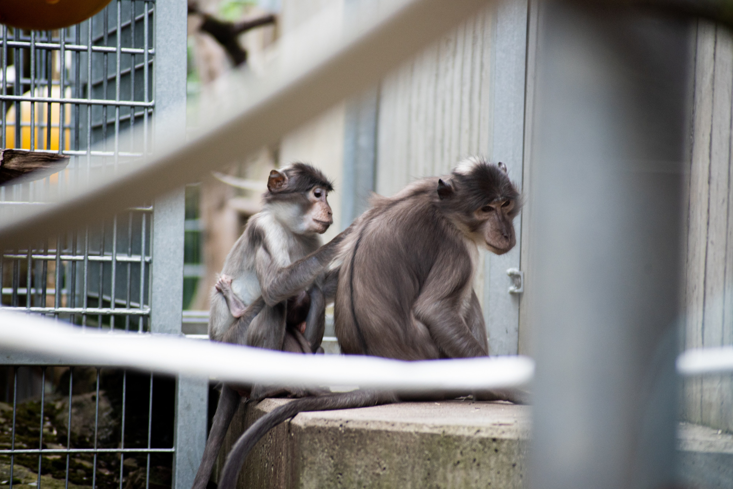 Zoo Heidelberg. Фотограф Анастасія Залужна | Манхайм