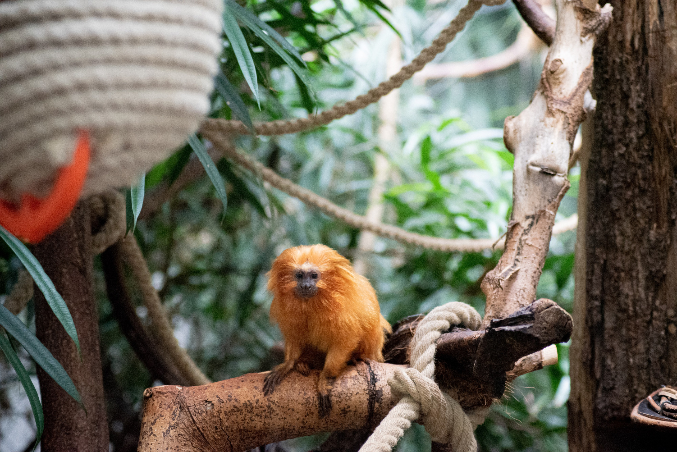Zoo Heidelberg. Фотограф Анастасія Залужна | Манхайм